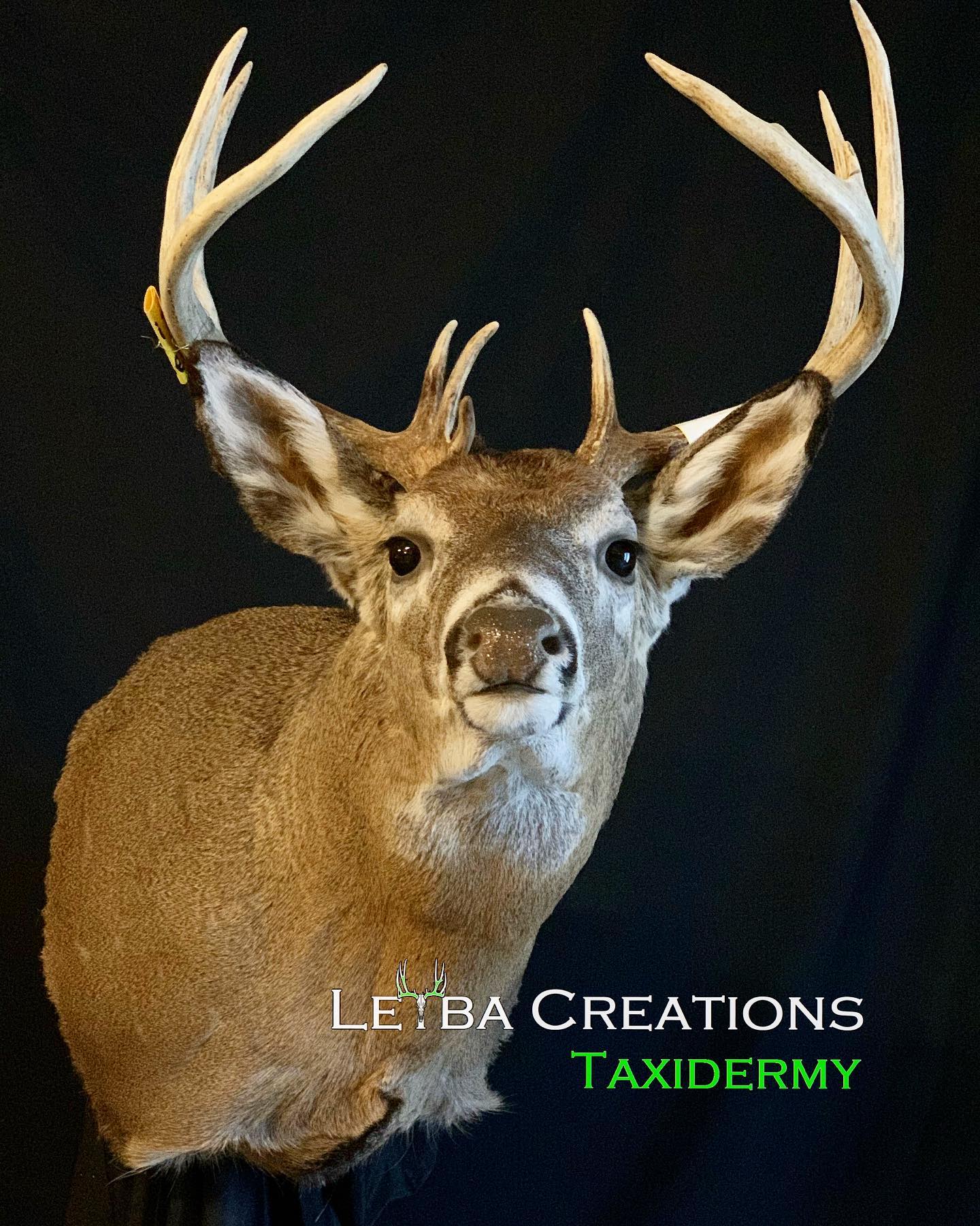 A taxidermy deer head with a black background