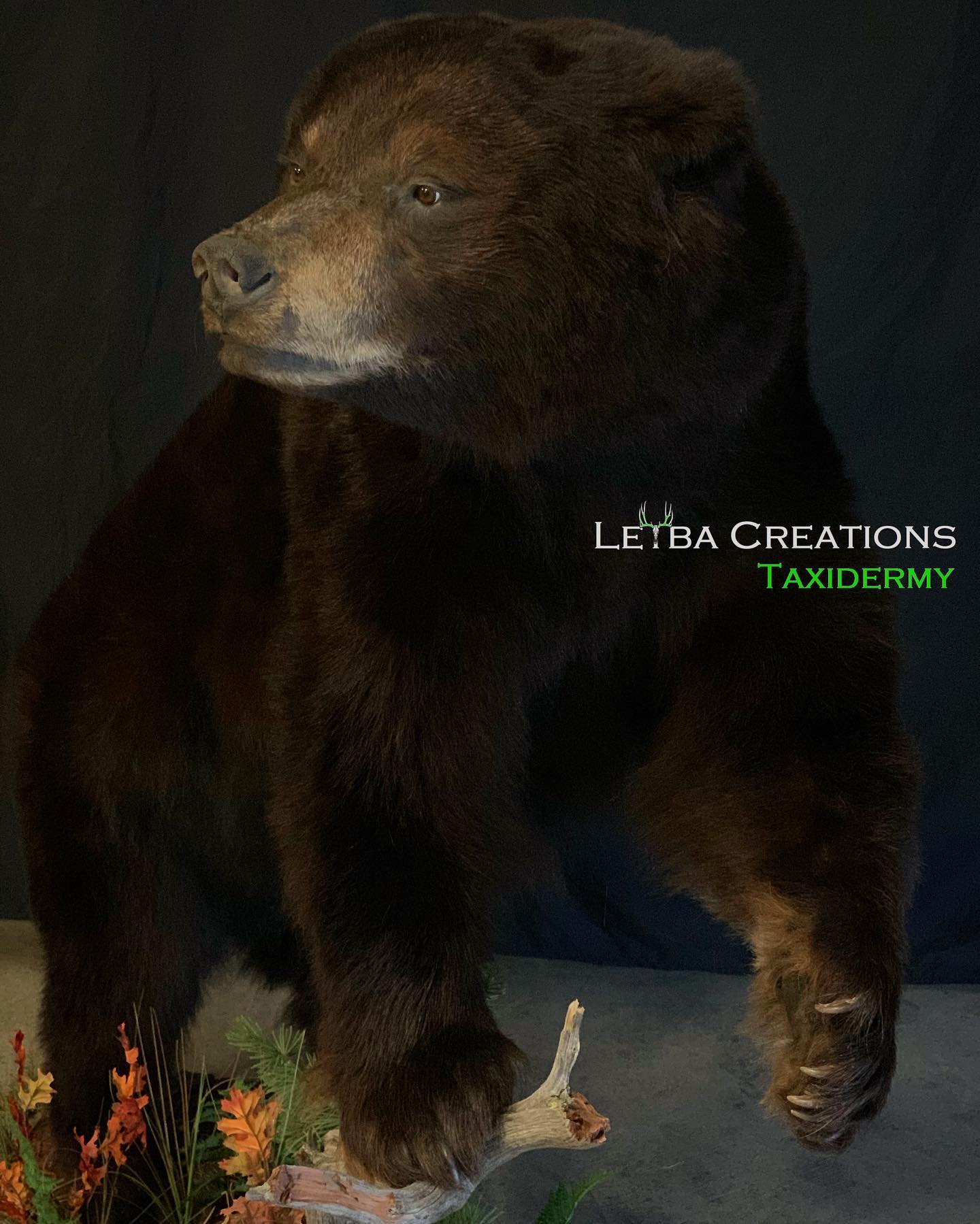 A stuffed brown bear by letta creations taxidermy