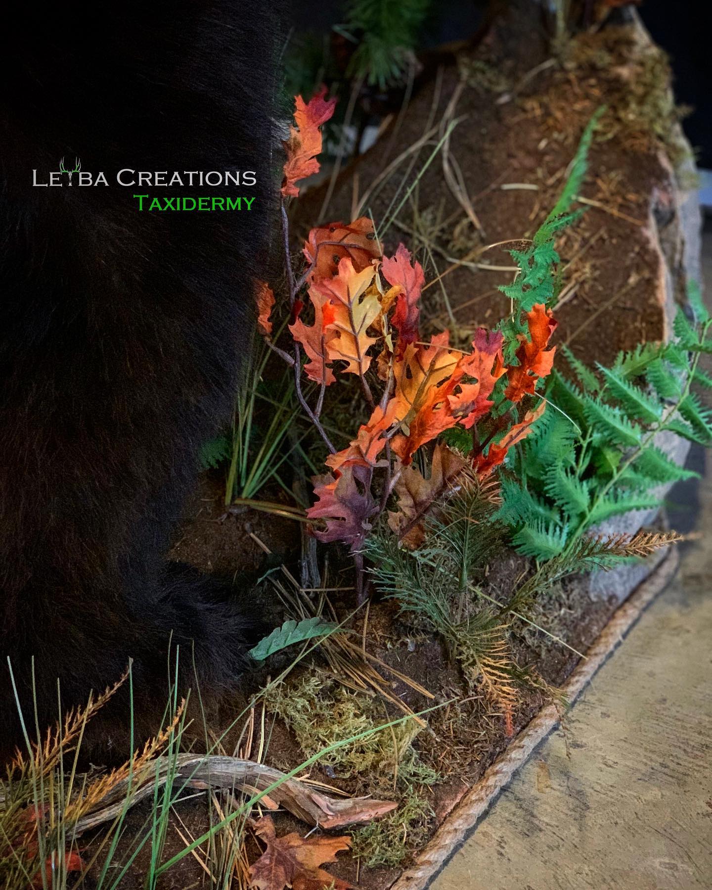 A close up of a black bear surrounded by plants and leaves.