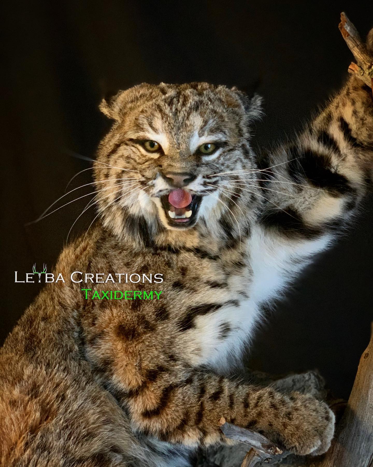 A bobcat is sitting on a tree branch with its mouth open.