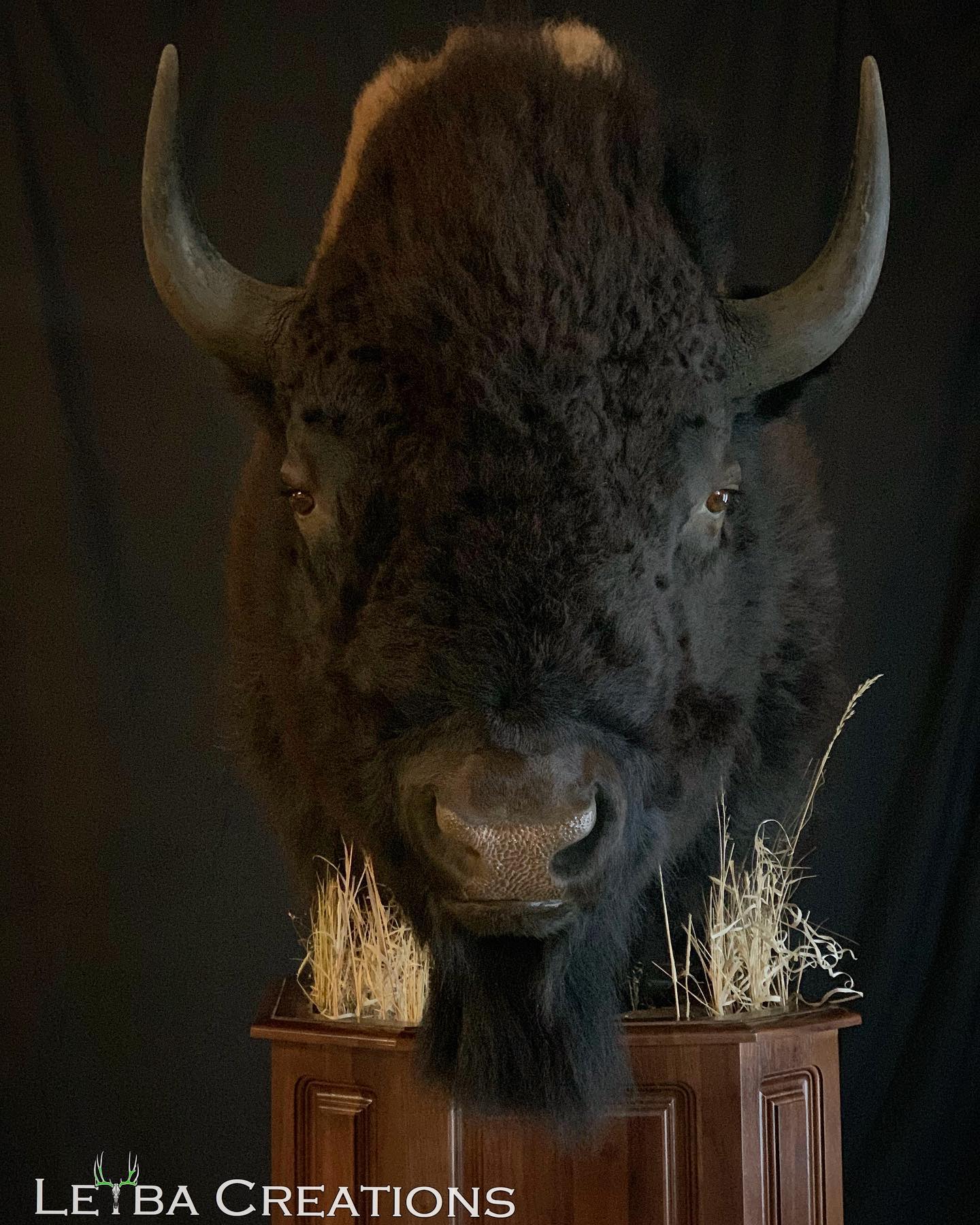 A bison head is displayed on a wooden pedestal by letba creations