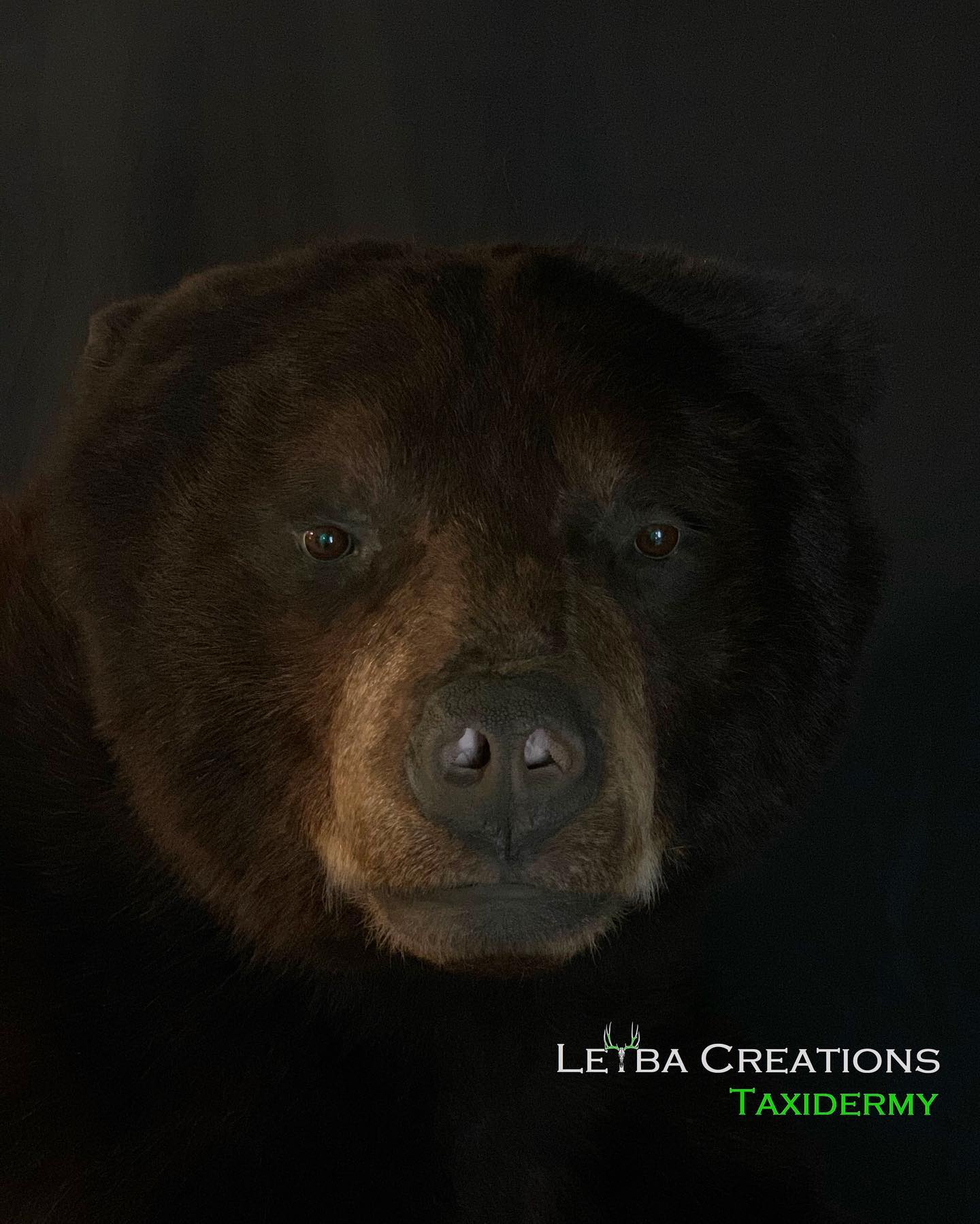 A close up of a bear 's face with the words letha creations taxidermy on the bottom