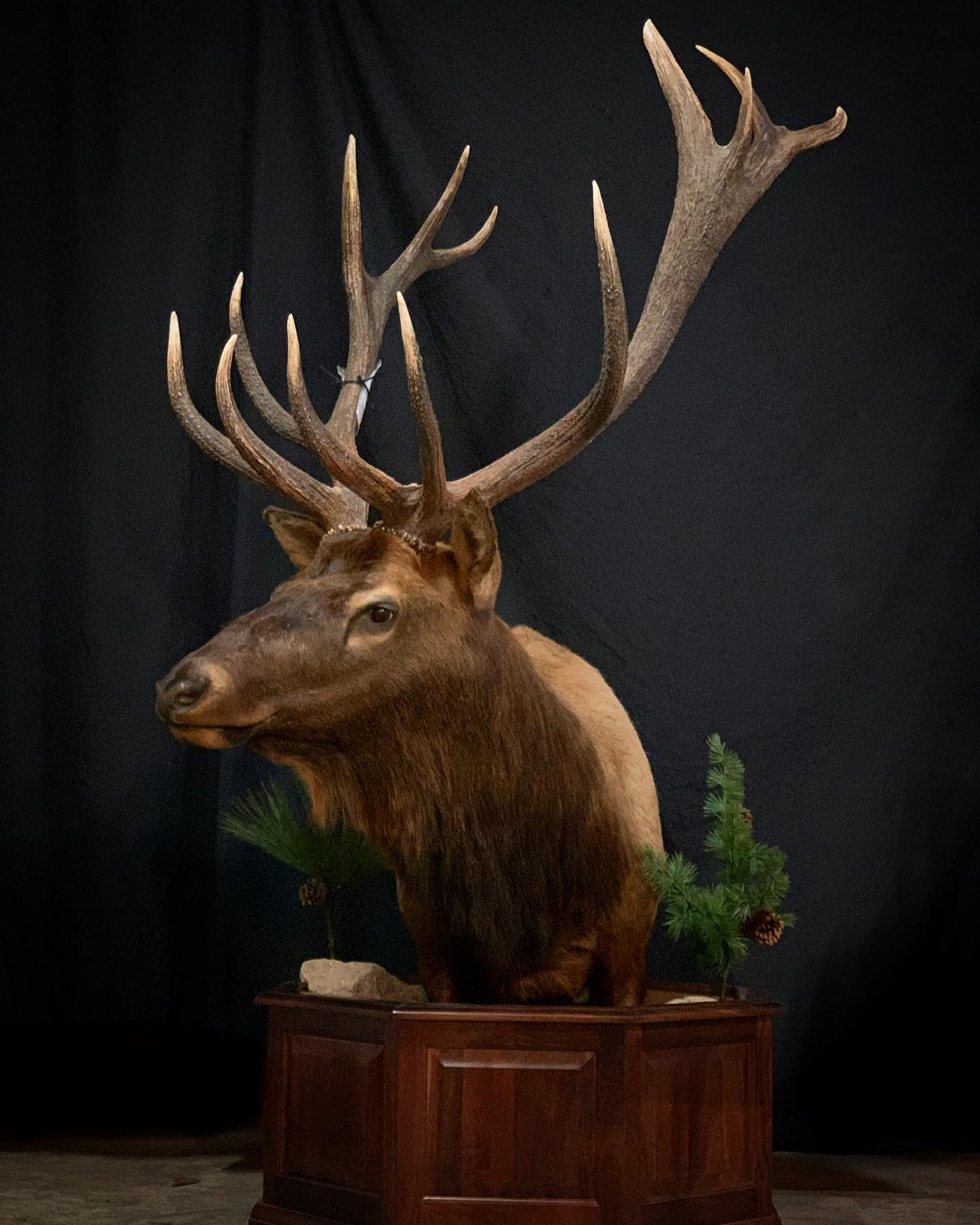 A deer head with antlers is sitting on a wooden pedestal.