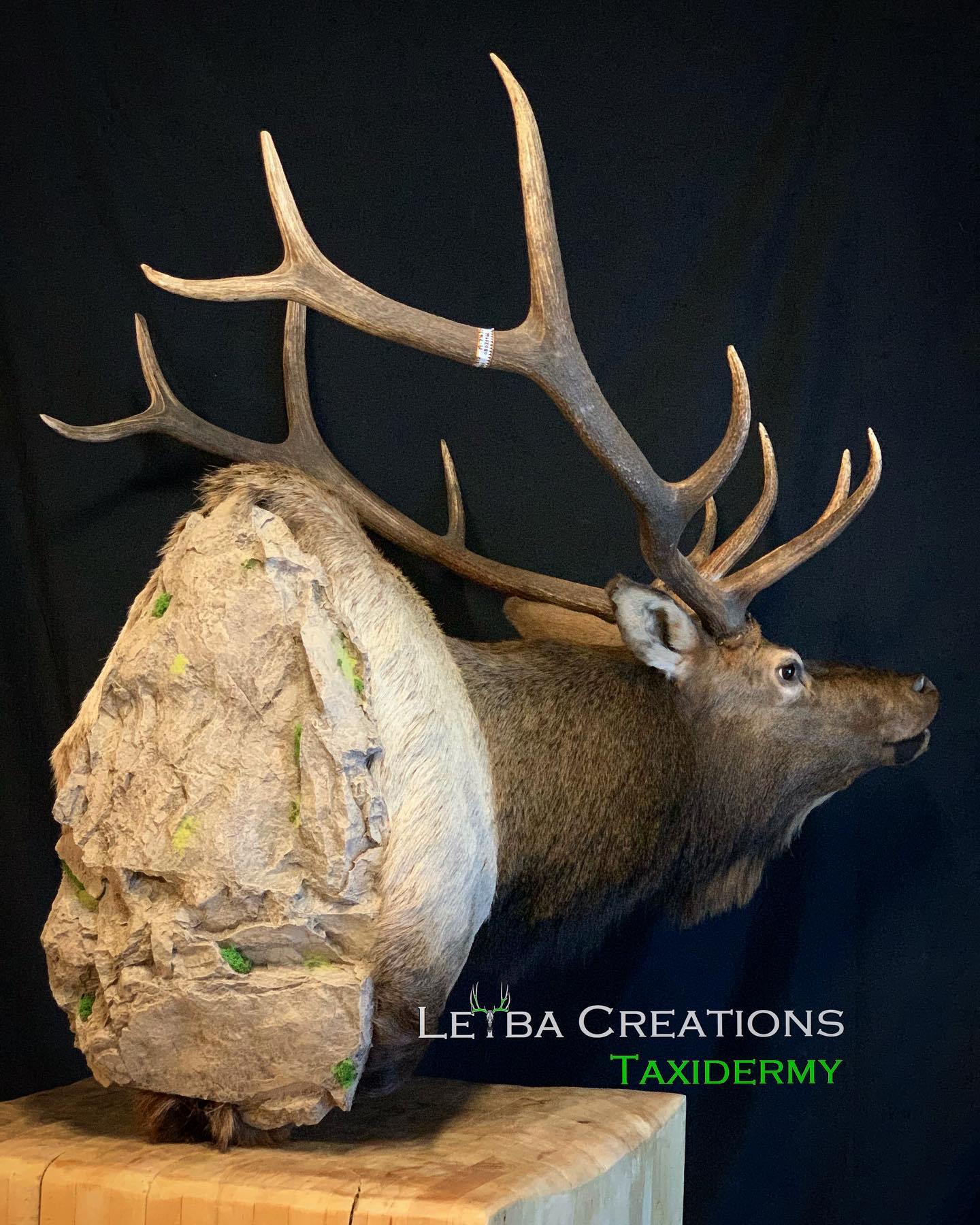 A deer head mounted on a rock with the words letba creations taxidermy on the bottom