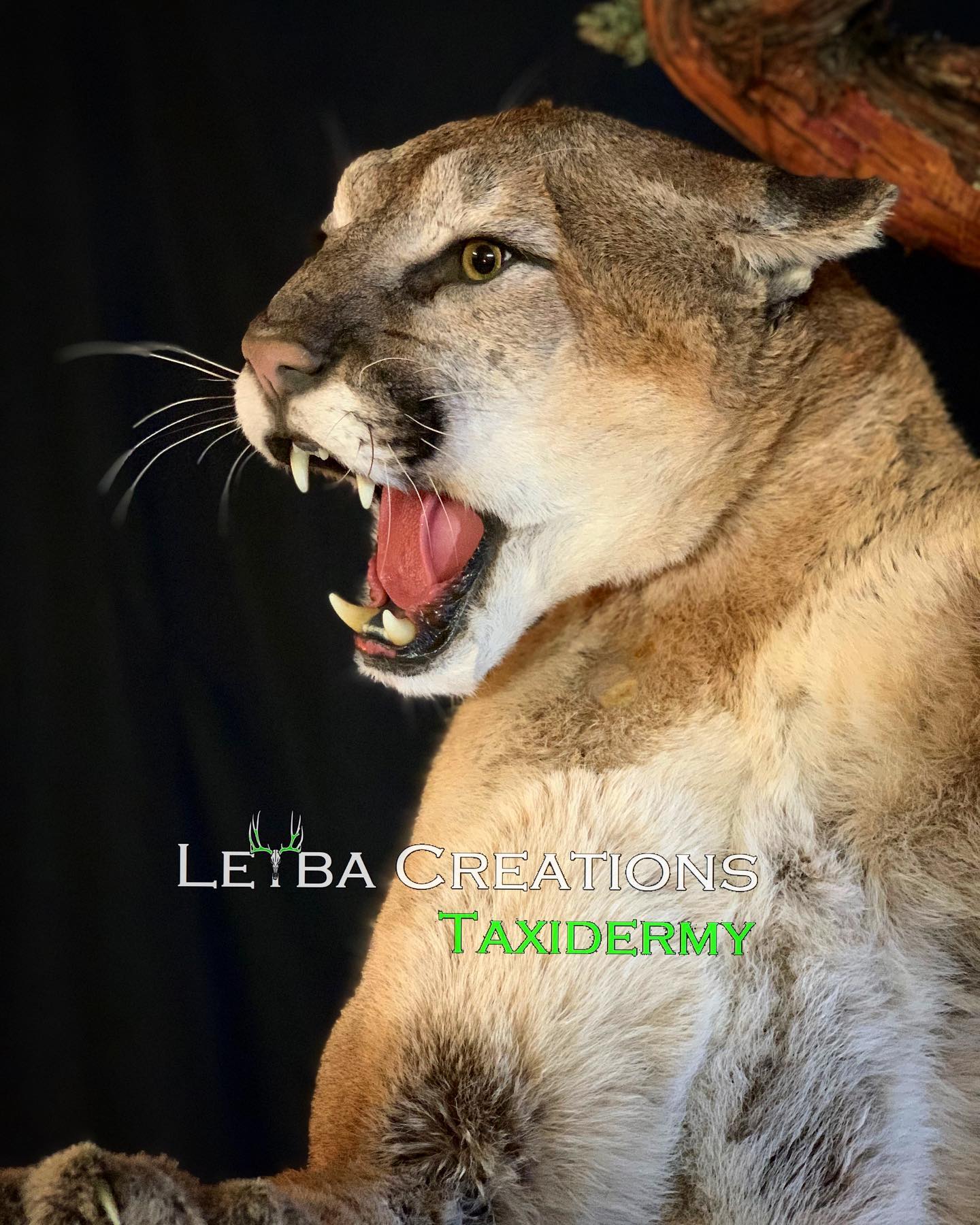 A stuffed mountain lion with its mouth open on a black background.
