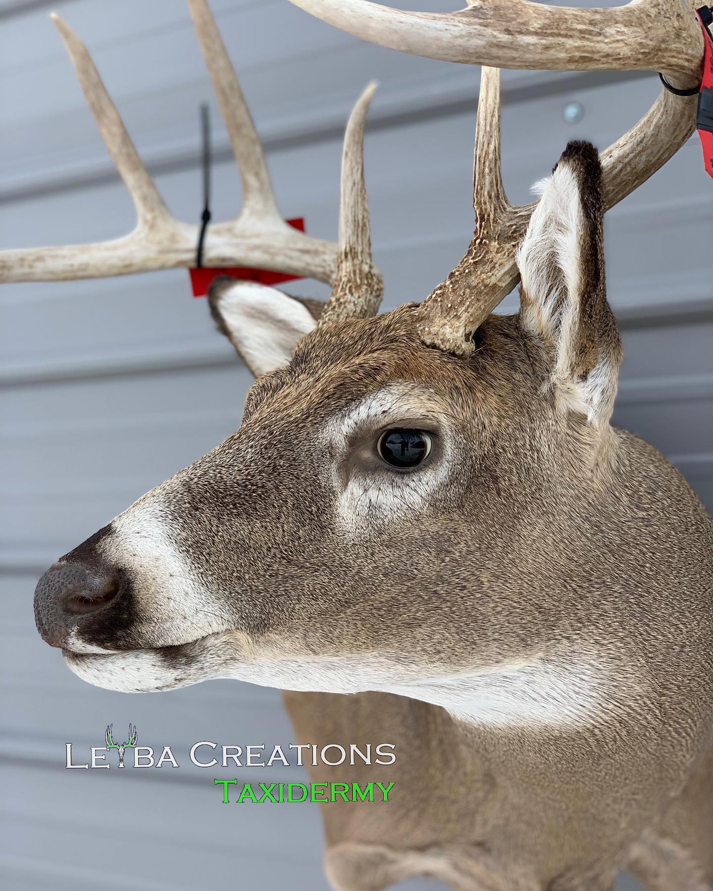 A close up of a deer 's head with antlers hanging on a wall.