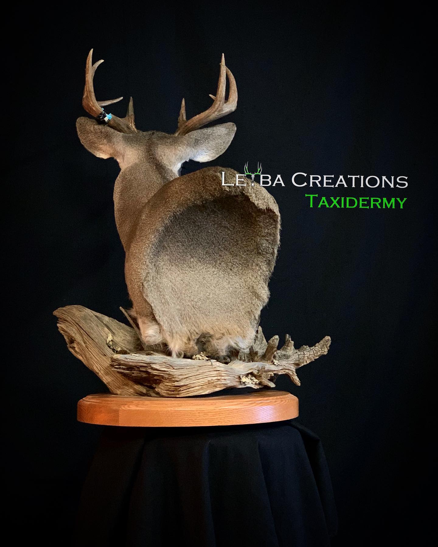 A deer head is sitting on top of a piece of driftwood.