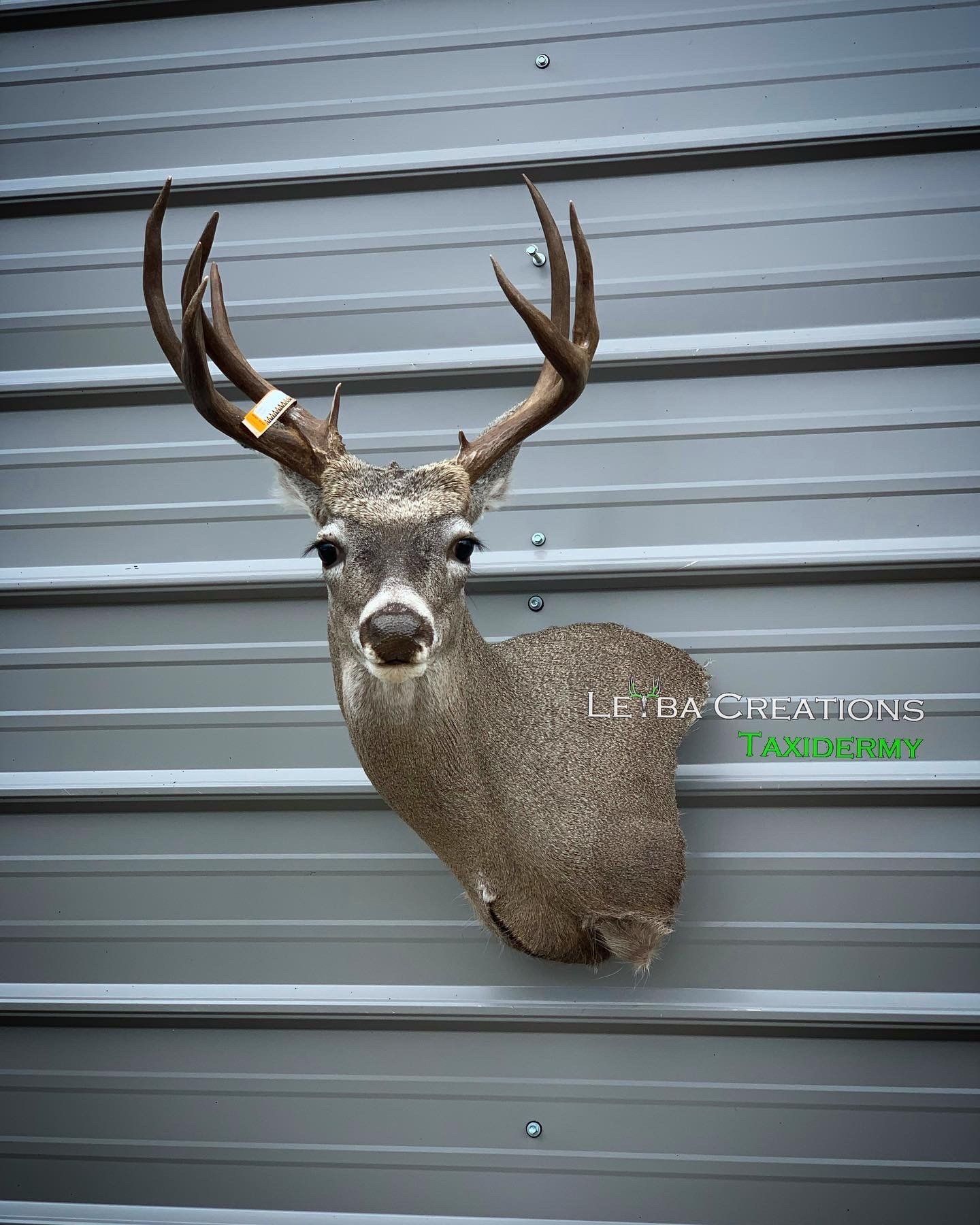A deer head is hanging on a metal wall.
