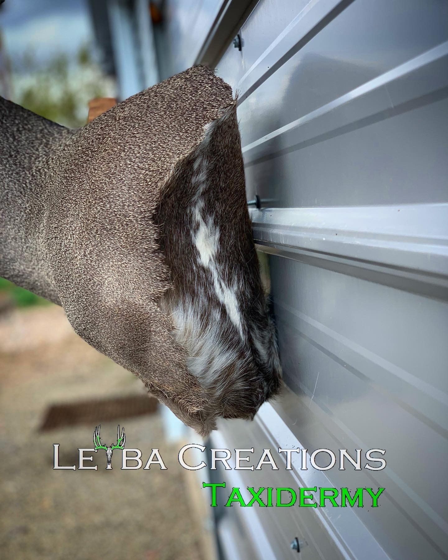A deer head is hanging on a metal wall.