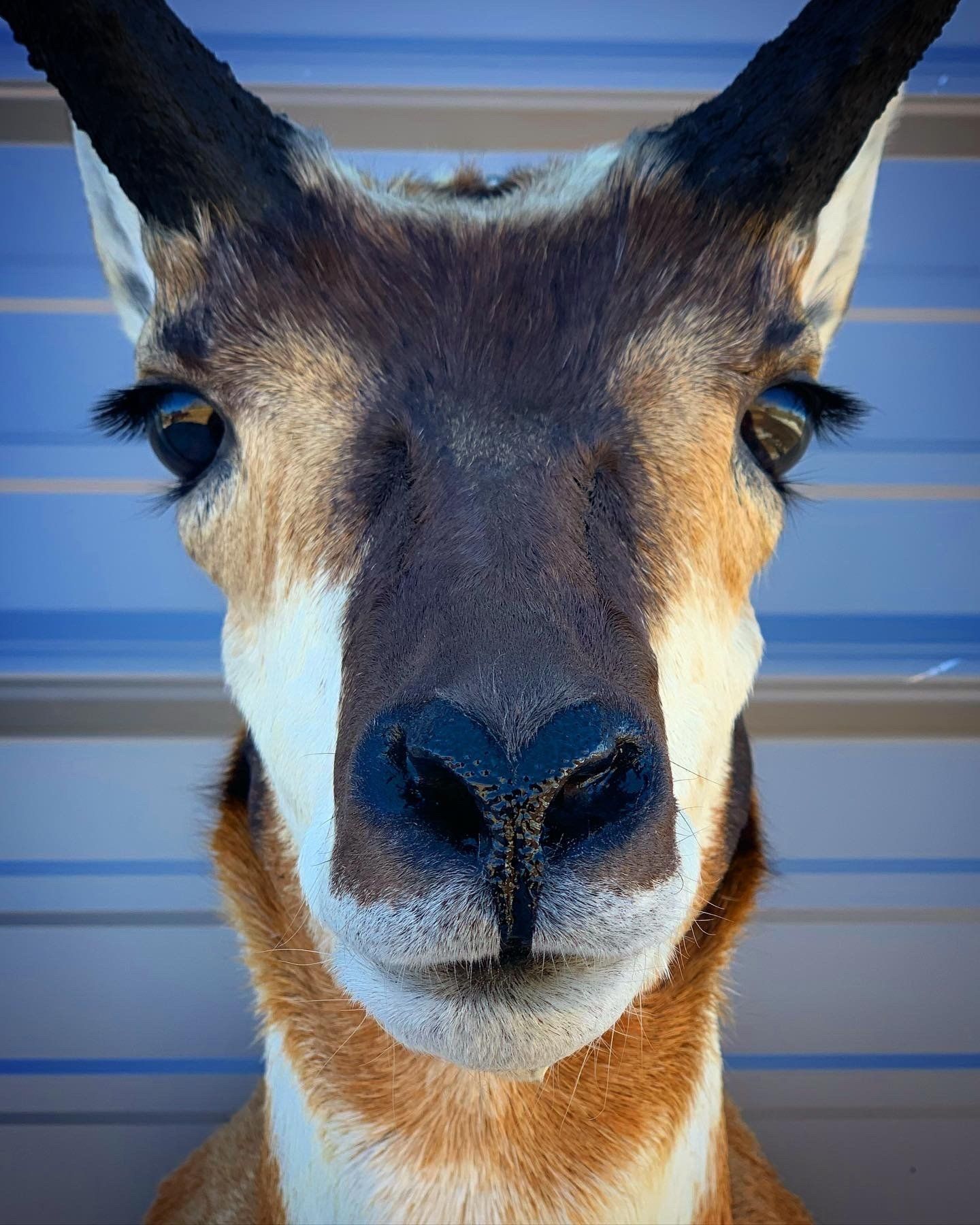 A close up of a deer 's face with horns looking at the camera.