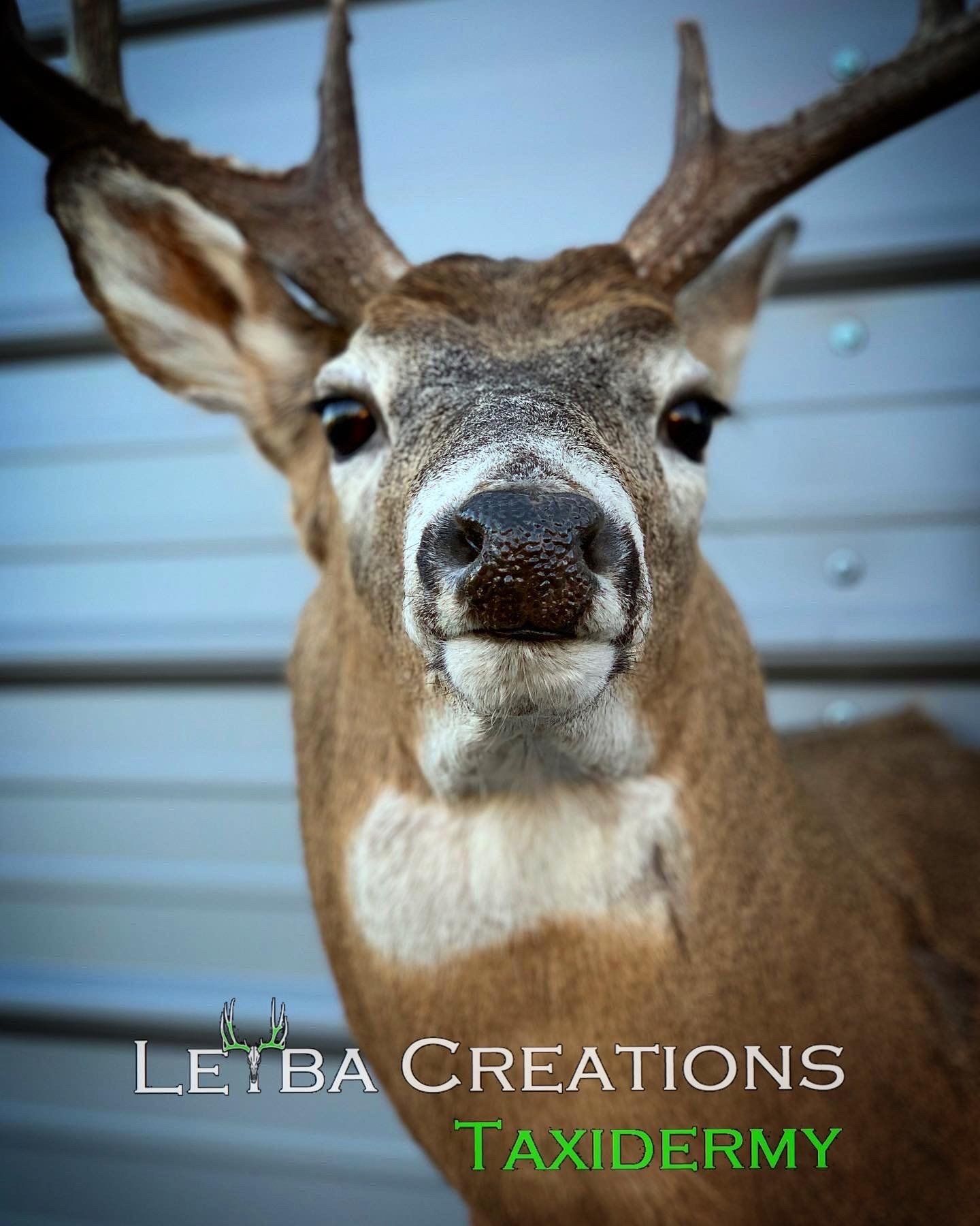 A close up of a deer head with taxidermy written on it