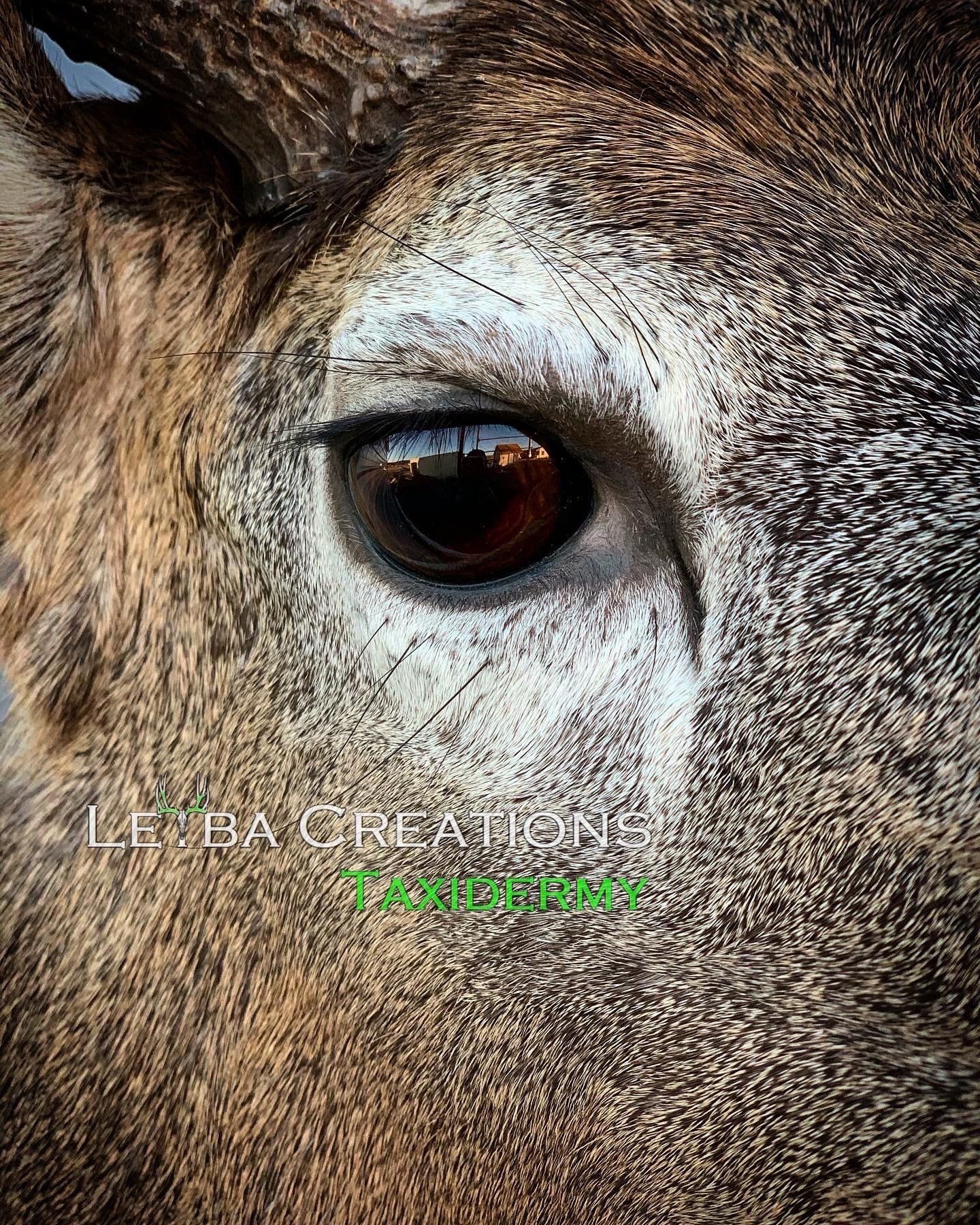 A close up of a deer 's eye with a green background.