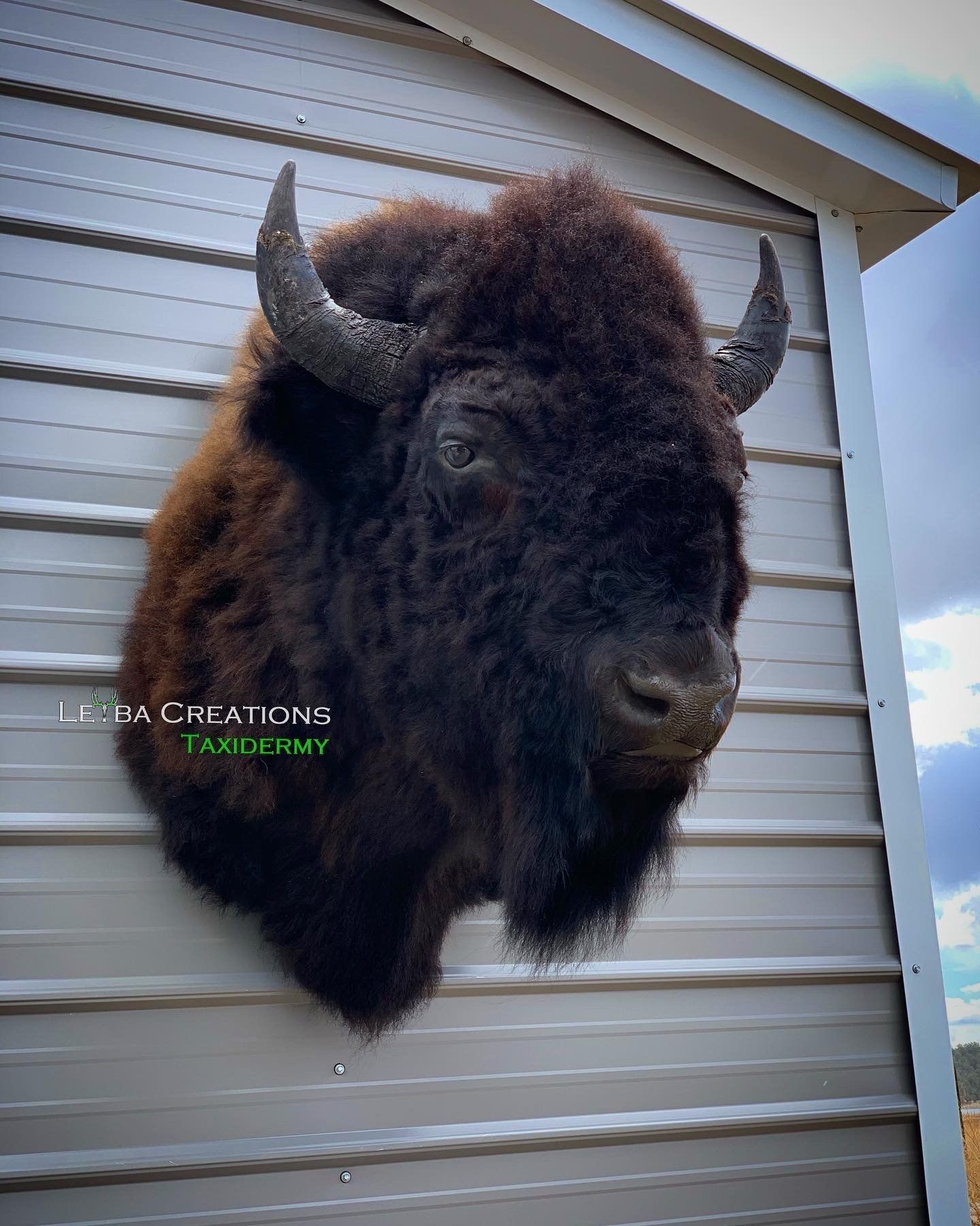 A bison head is hanging on the side of a building.