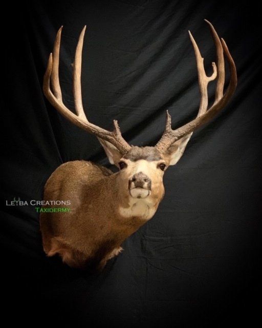 A mule deer head mounted on a black background