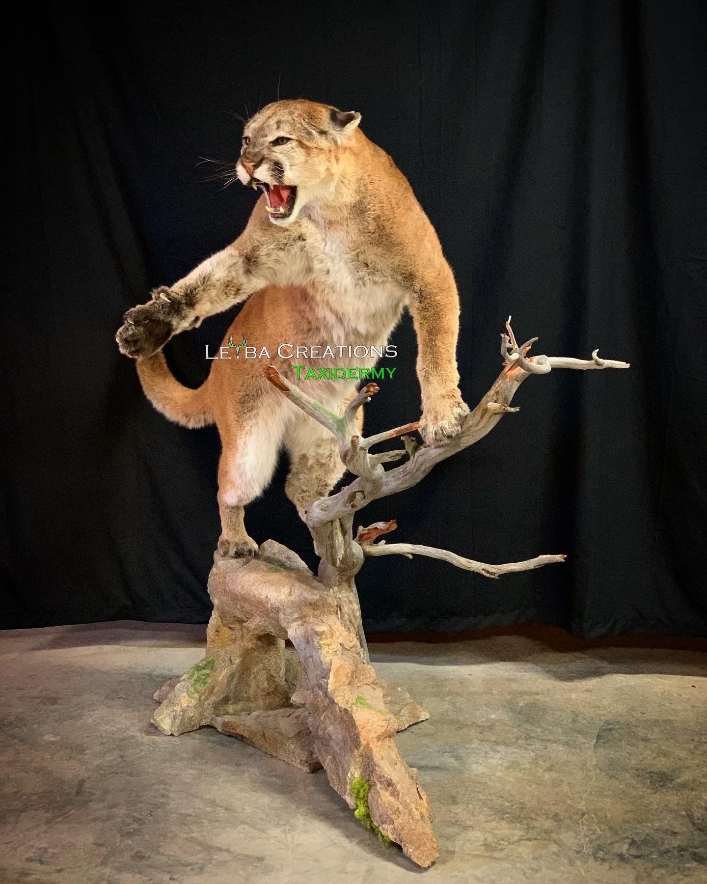 A stuffed mountain lion is standing on a tree branch.