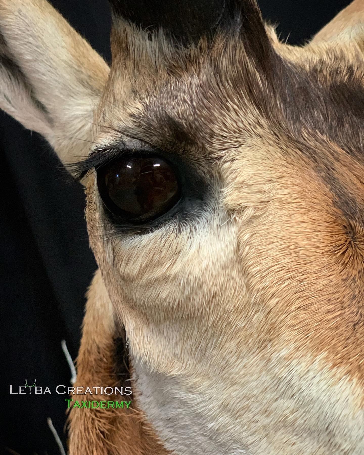 A close up of a deer 's eye with a black background.