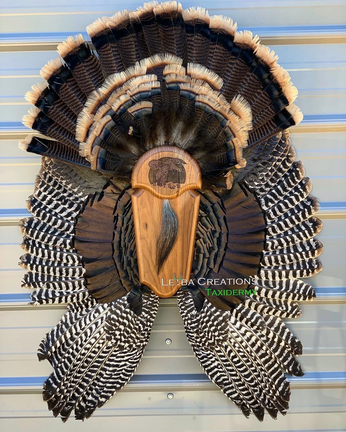 A turkey head with feathers on it is hanging on a wall.