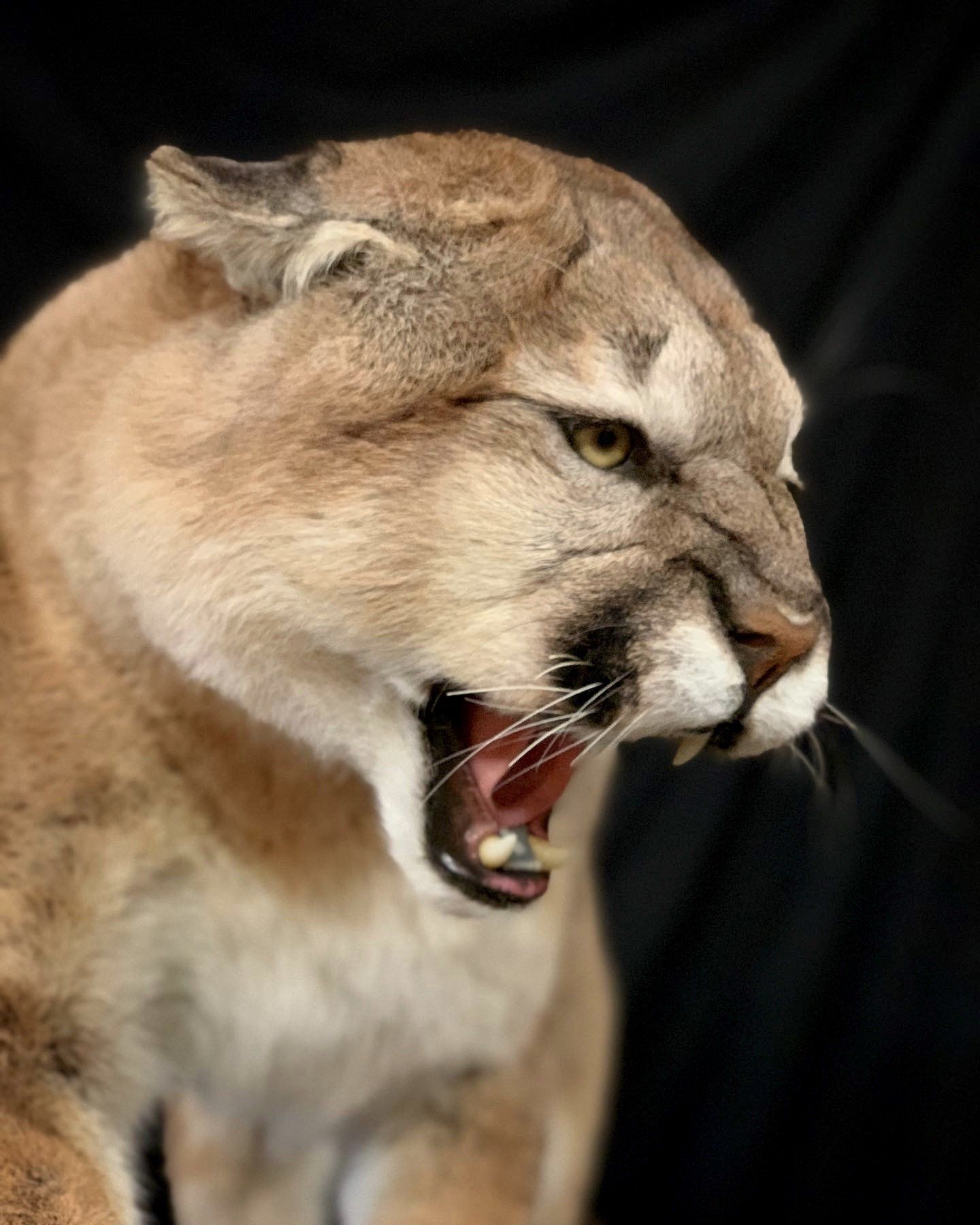 A close up of a mountain lion with its mouth open.