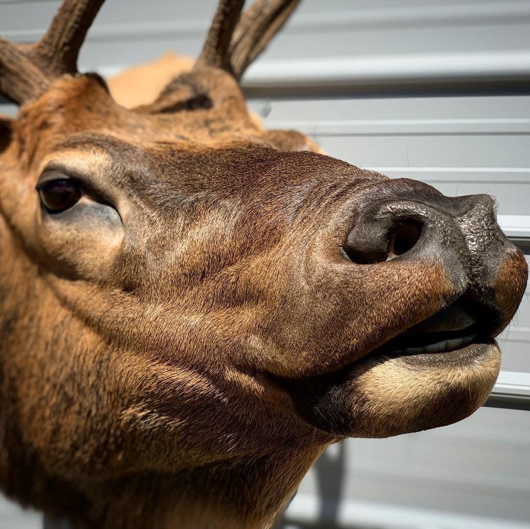 A close up of a deer 's head with its mouth open.