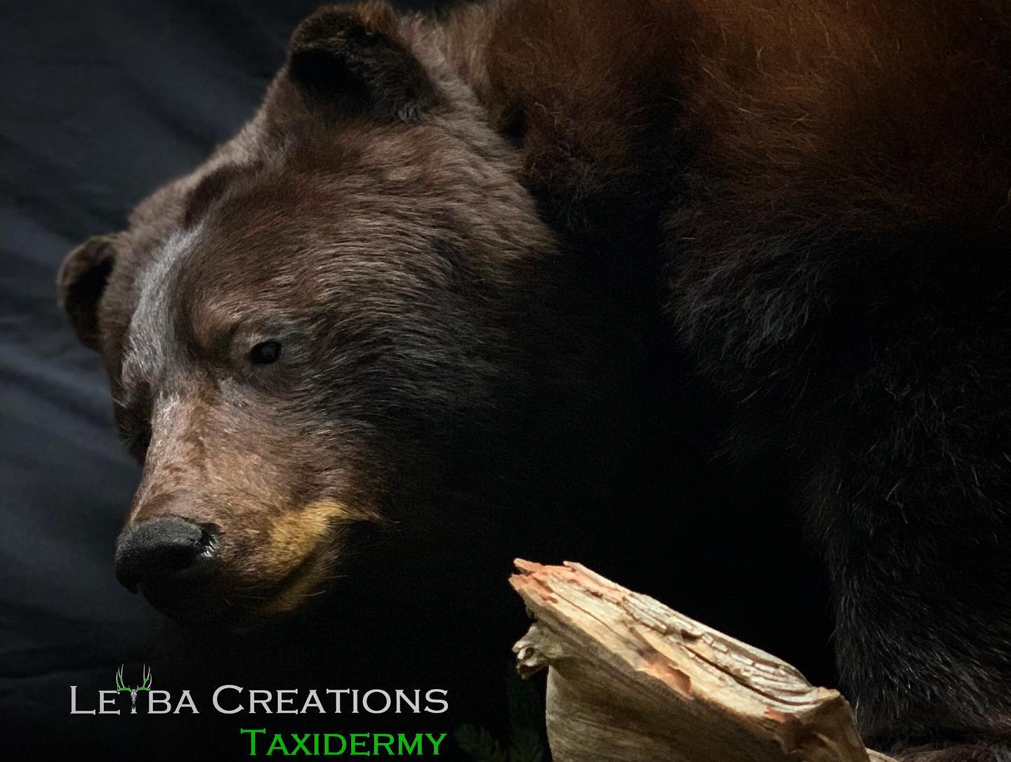 A black bear is standing next to a piece of wood.