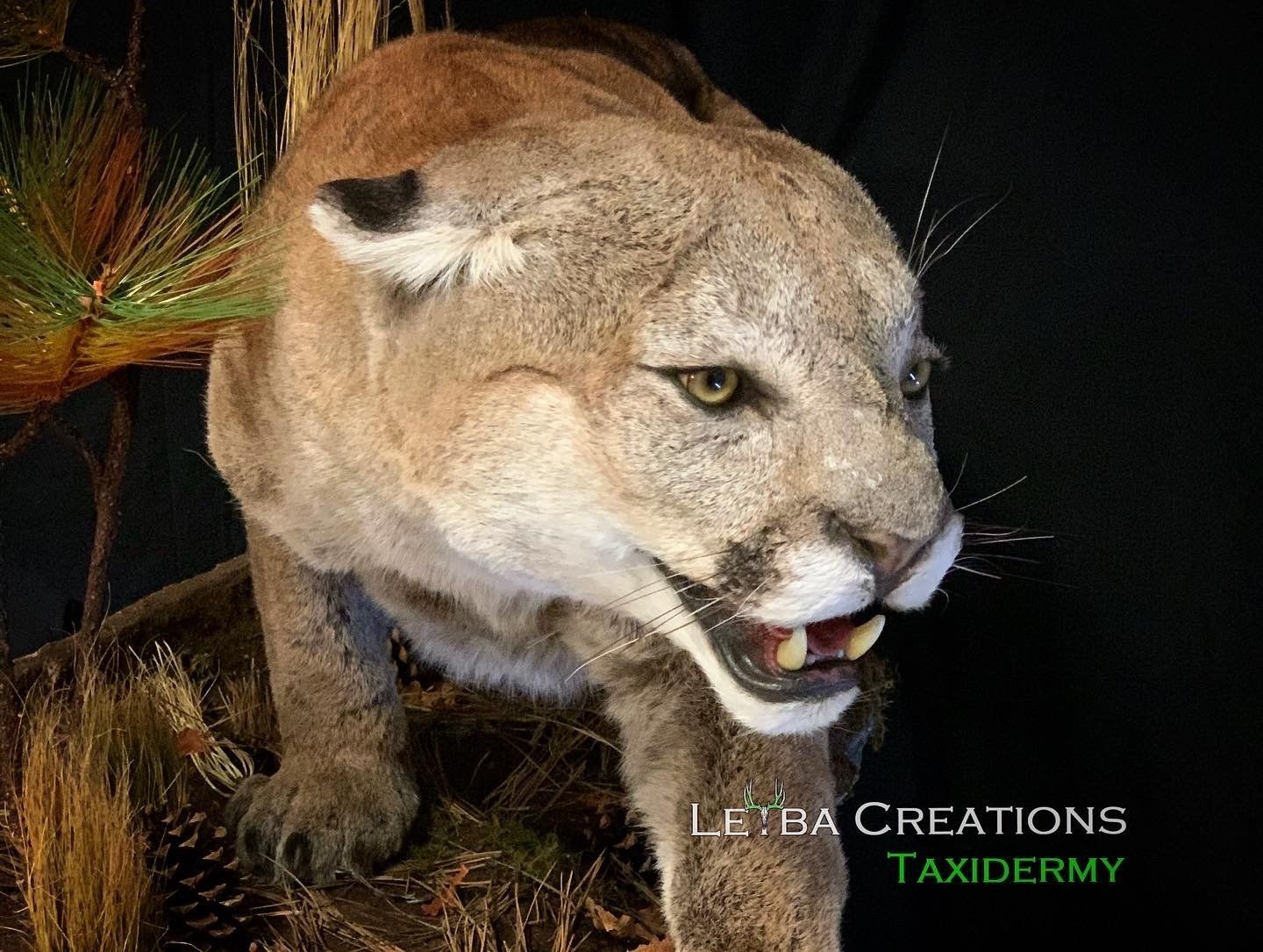 A stuffed mountain lion with its mouth open is on display.