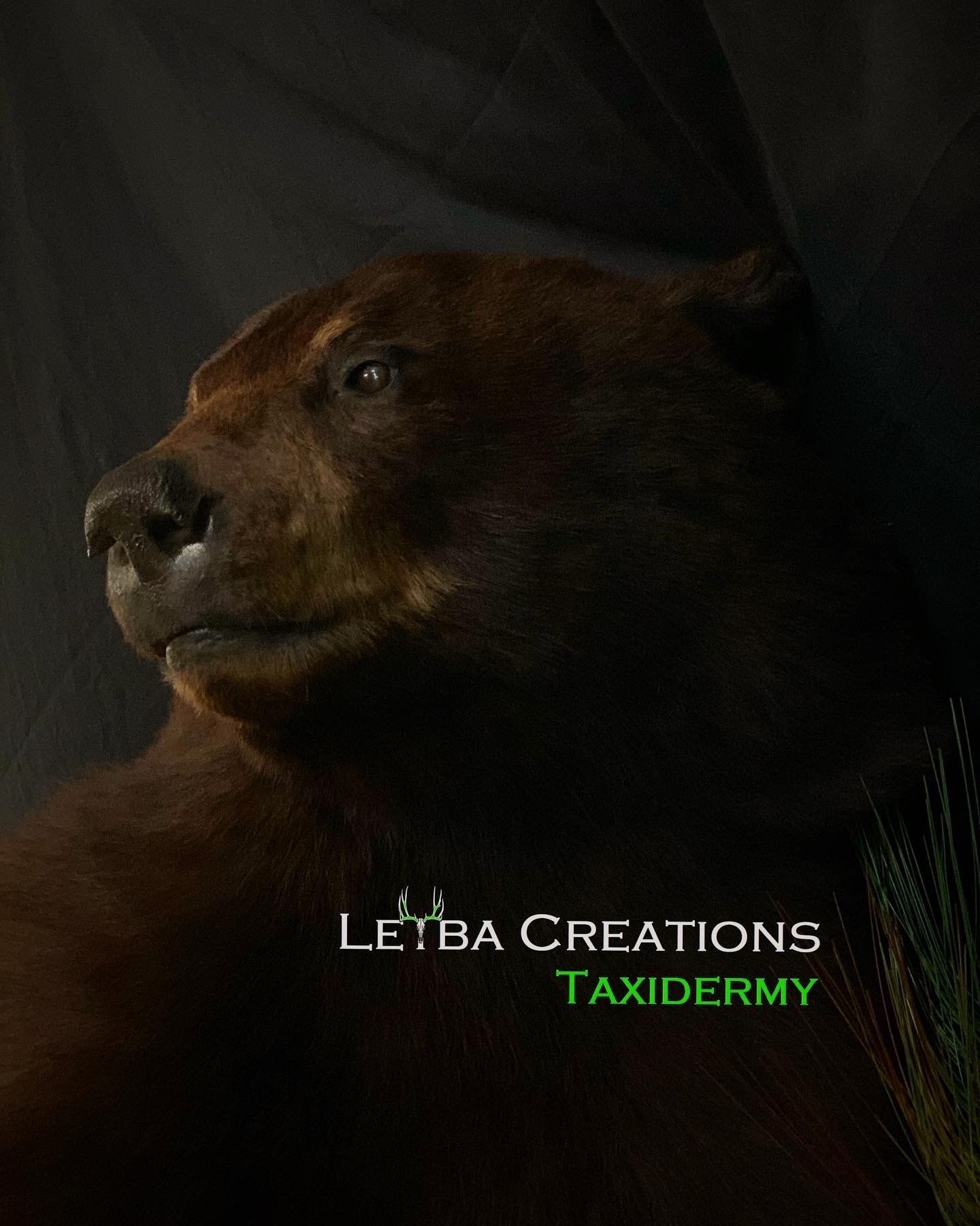 A brown bear is laying down in the dark and looking up.
