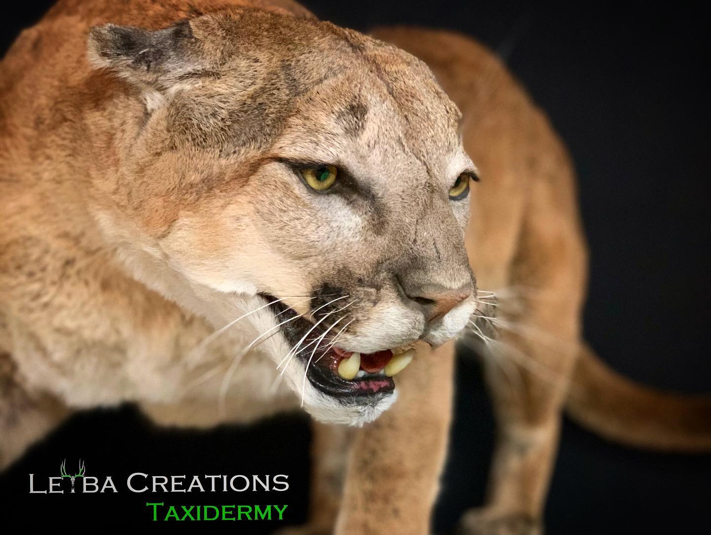A close up of a stuffed mountain lion with its mouth open