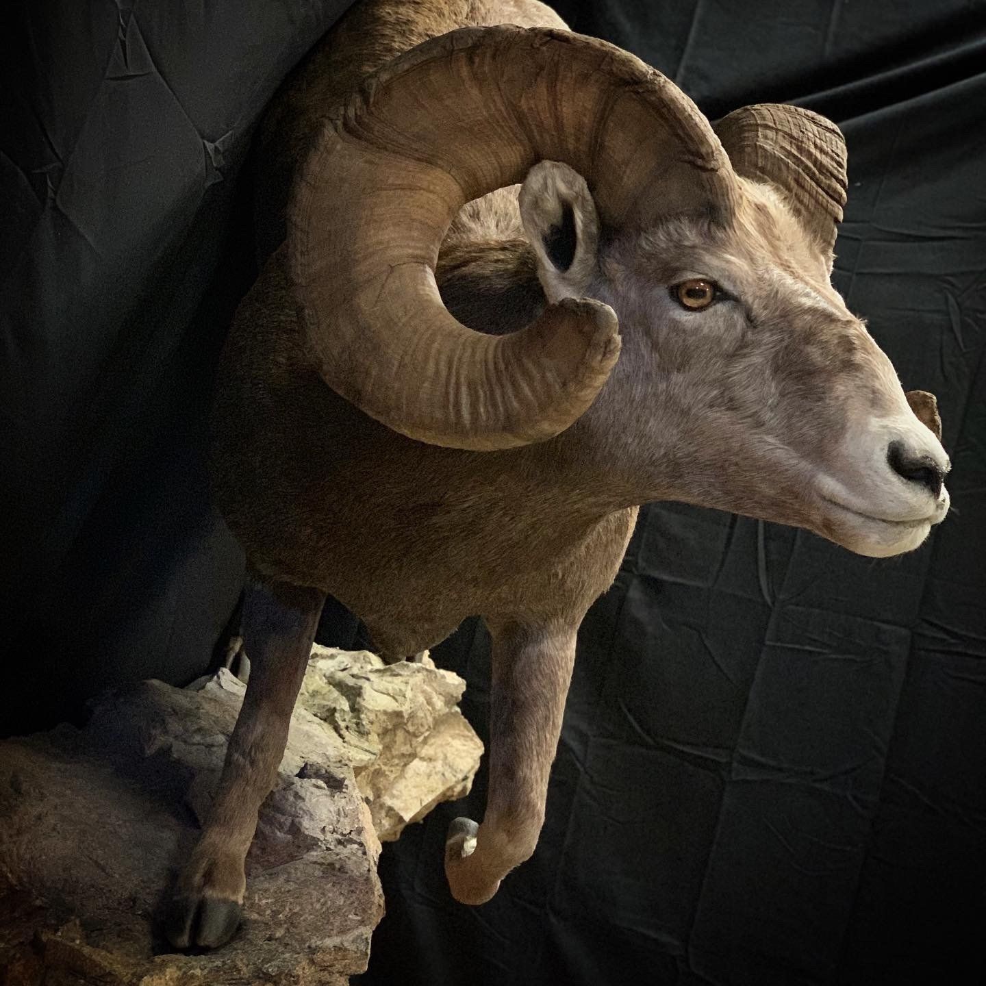 A stuffed ram with large horns is standing on a rock.