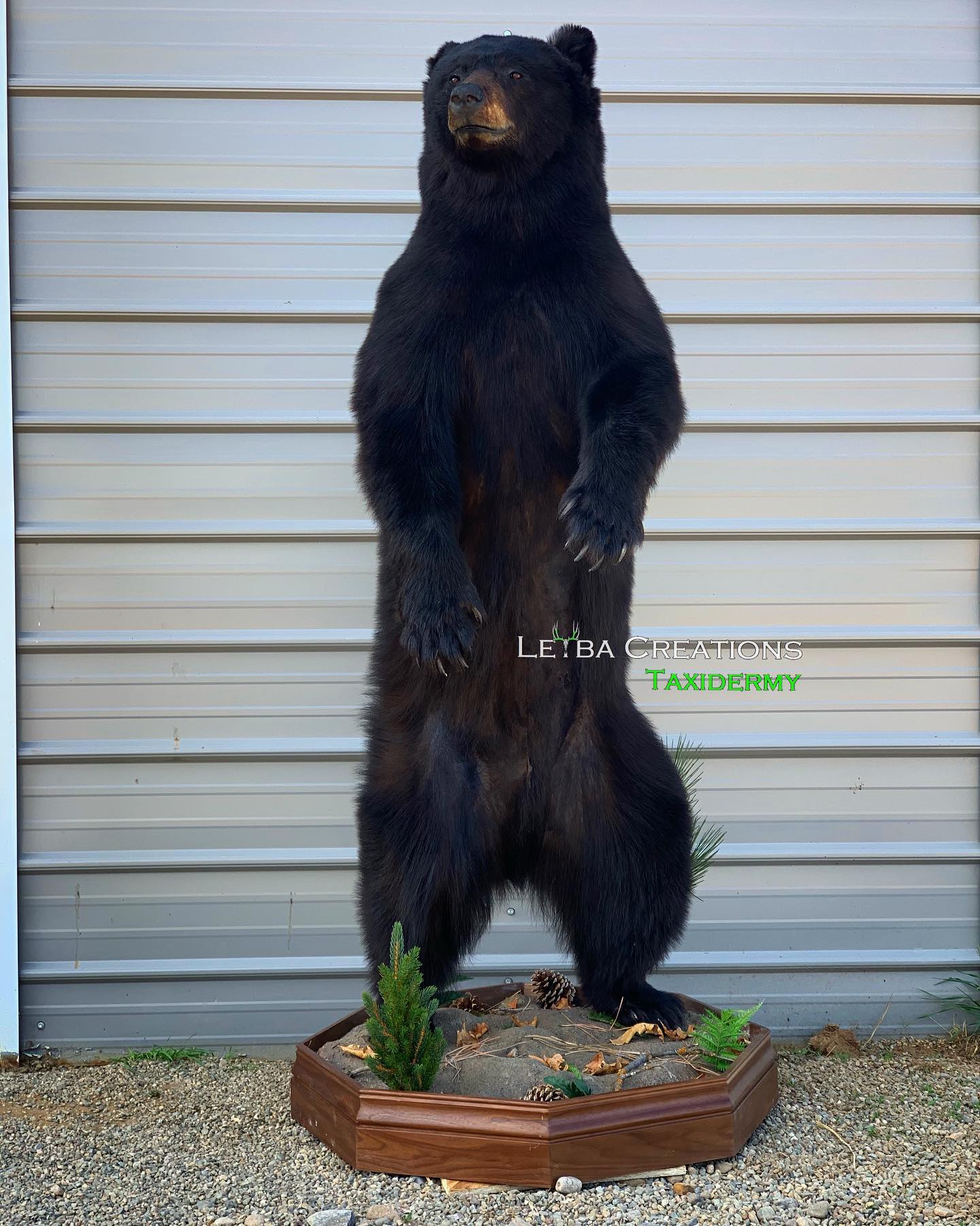A stuffed black bear is standing on its hind legs in front of a wall.