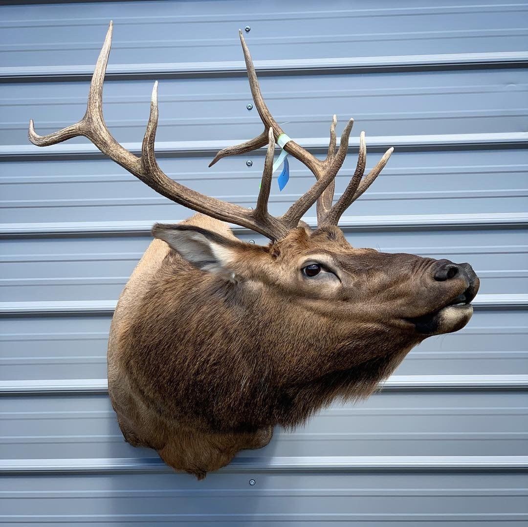 A deer head is hanging on a metal wall.