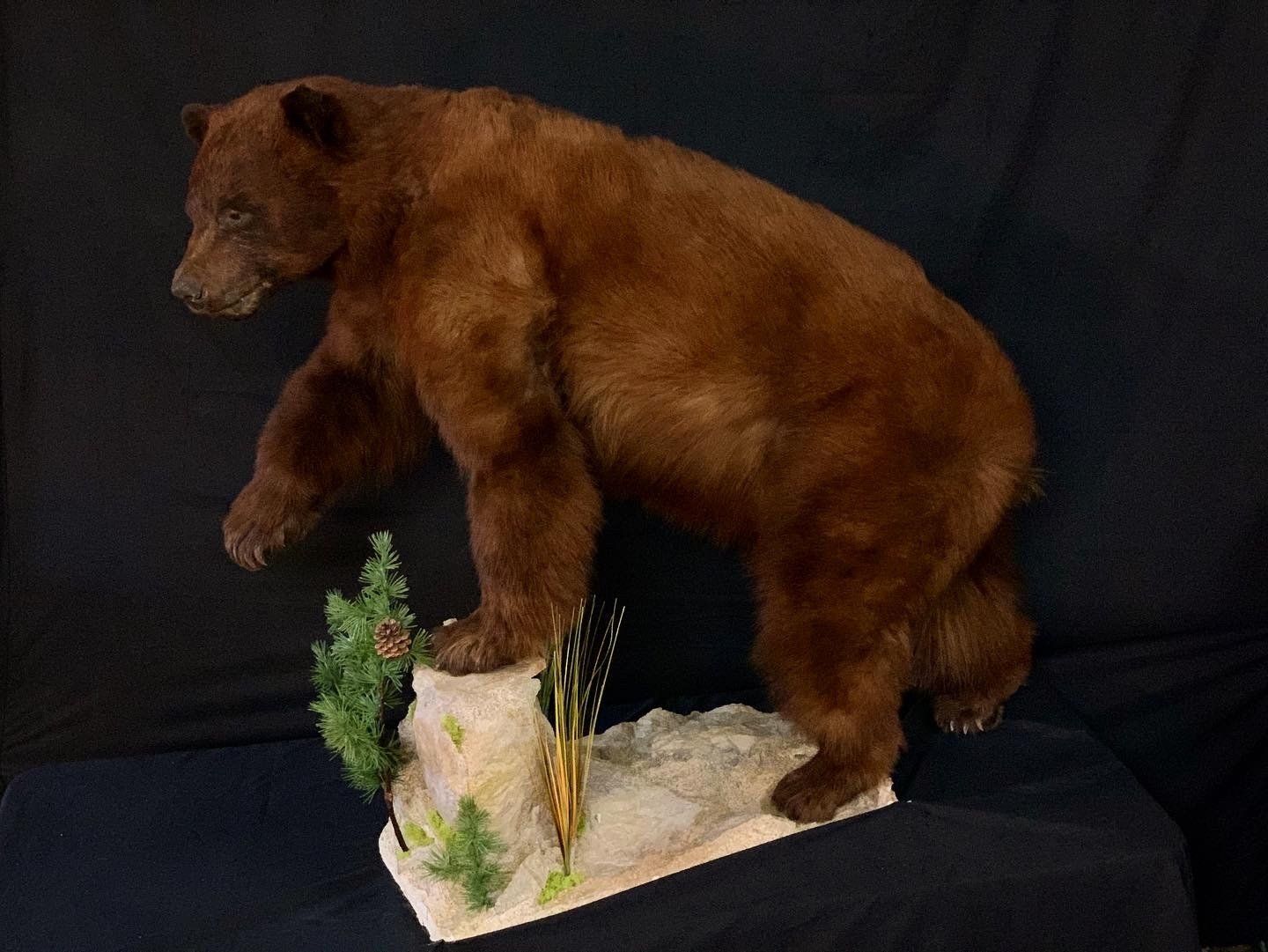 A brown bear is standing on a rock on a table