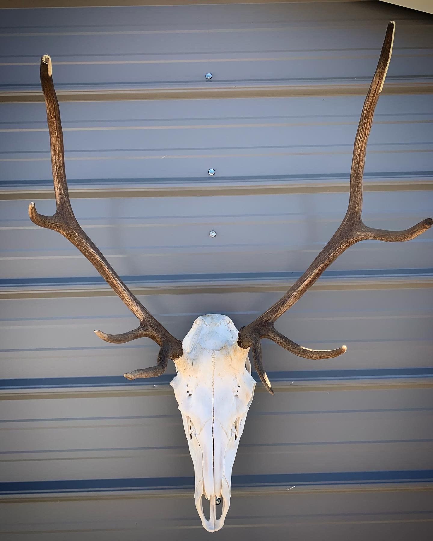 A deer skull with antlers is hanging on a wall.