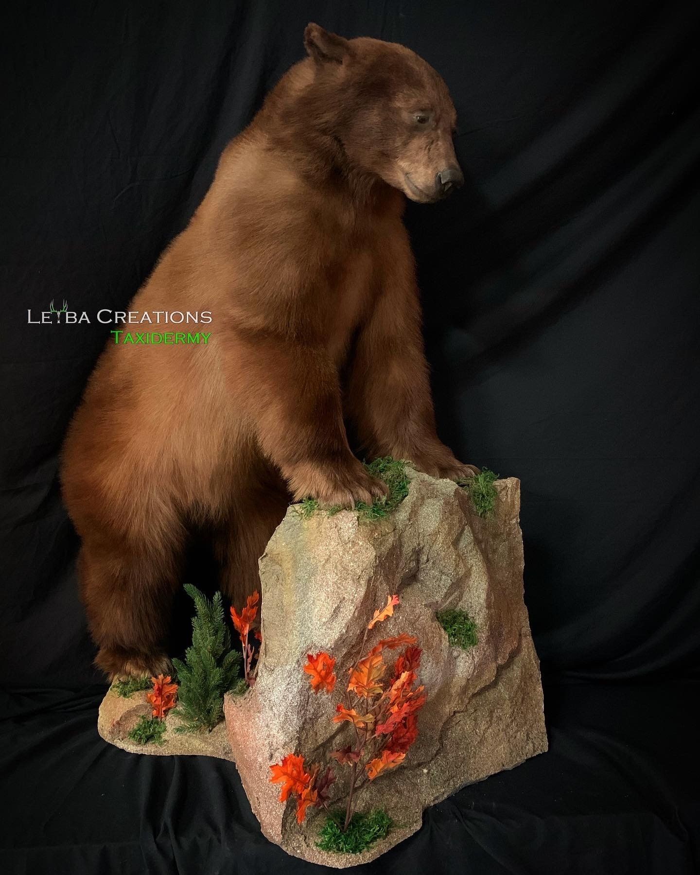 A brown bear is sitting on top of a rock.