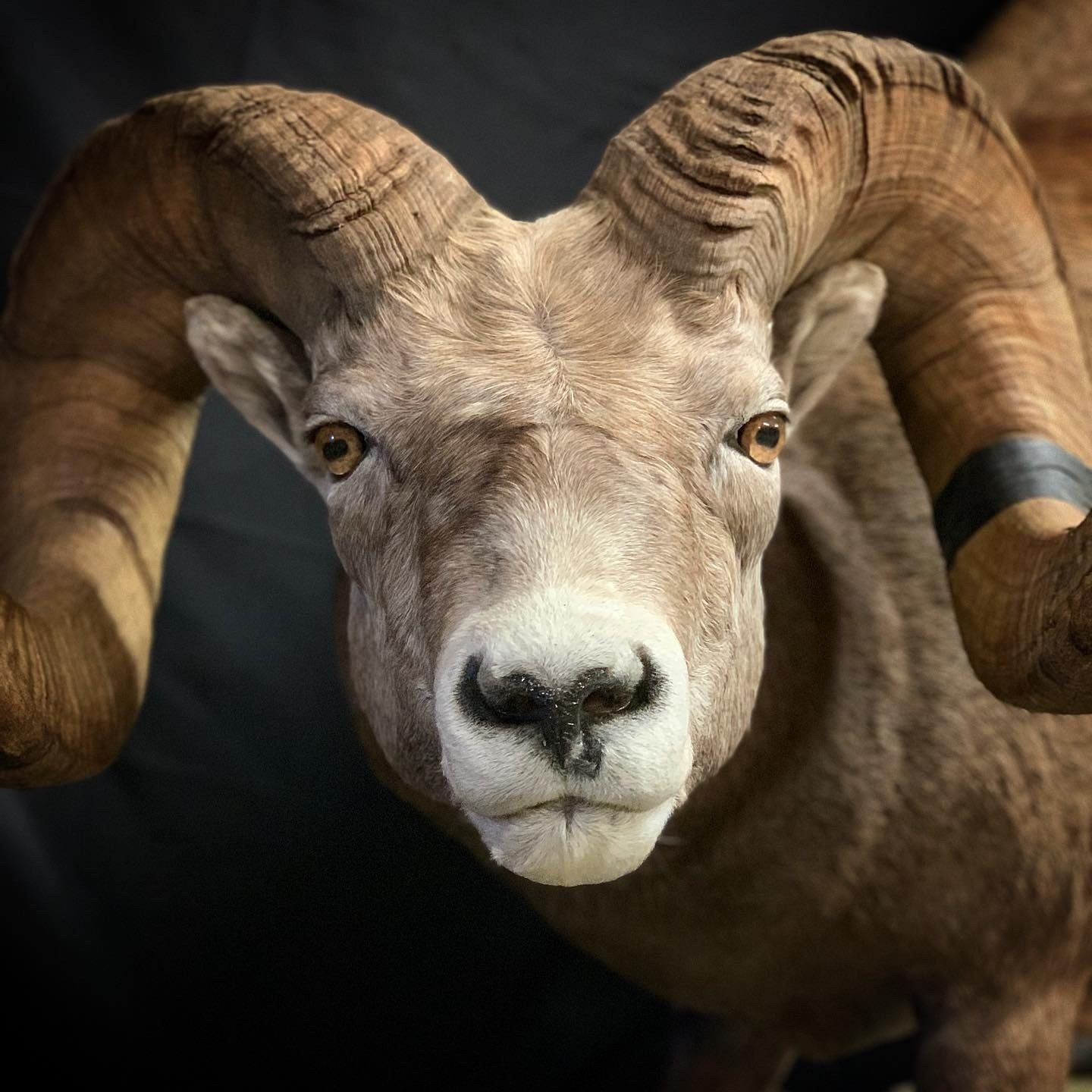 A close up of a ram with large horns looking at the camera.
