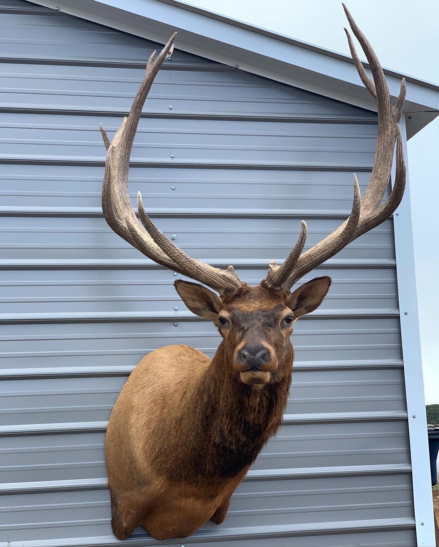 A deer head is mounted on the side of a building.
