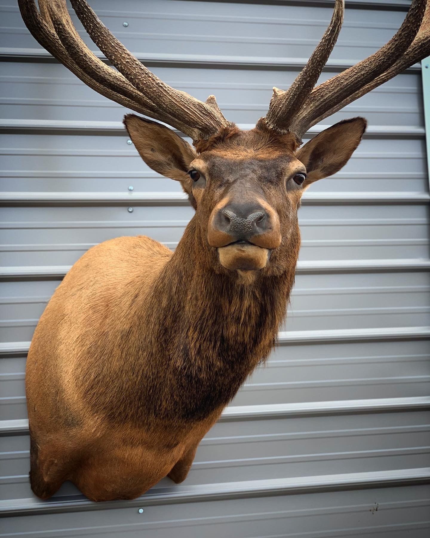 A close up of a deer head mounted on a wall.