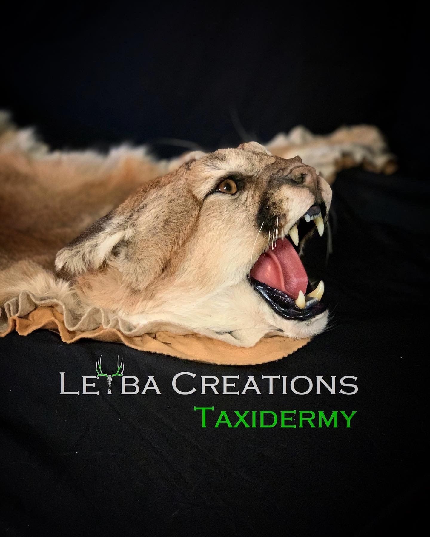 A close up of a lion 's head with its mouth open on a black background.
