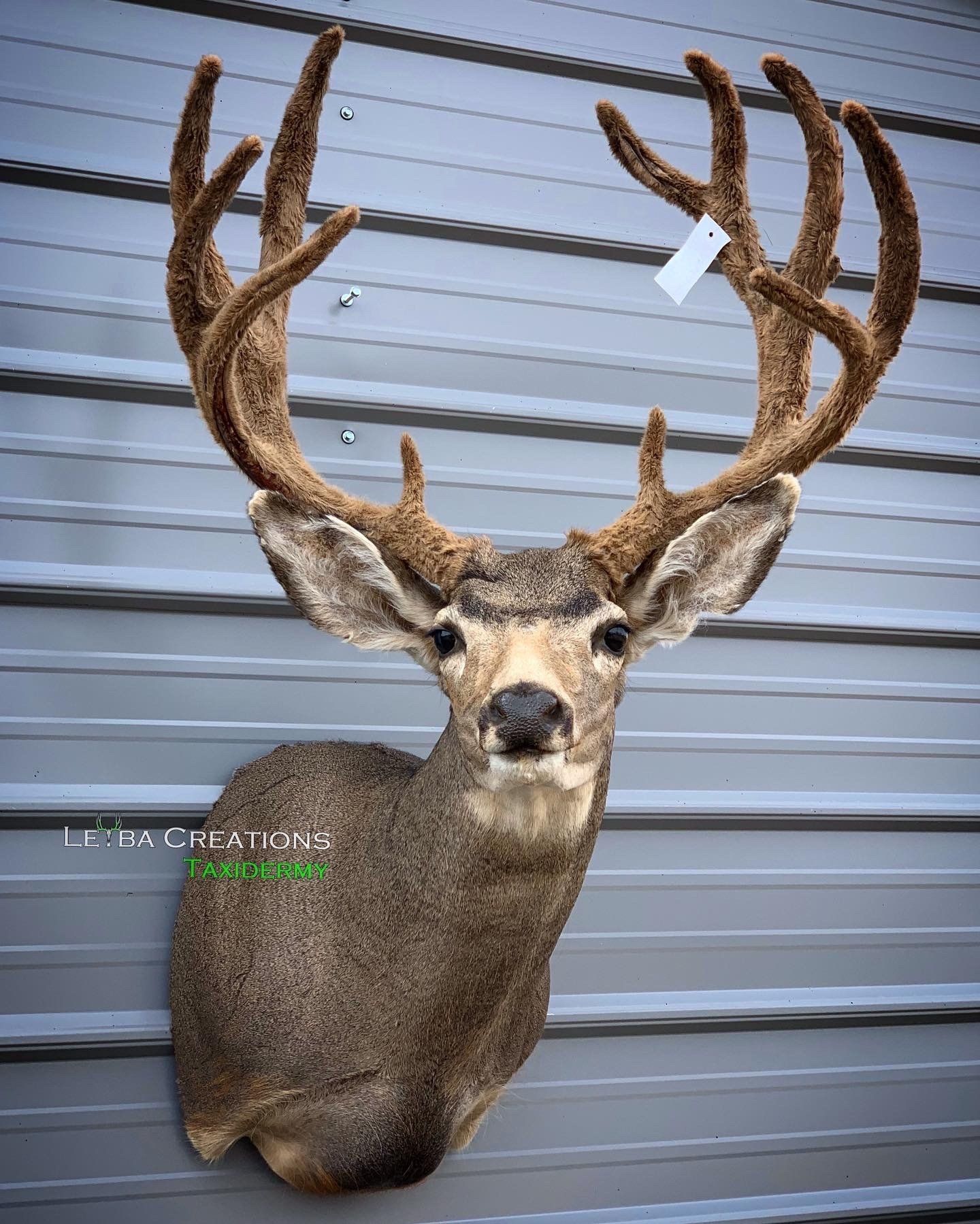 A deer head is hanging on a metal wall.
