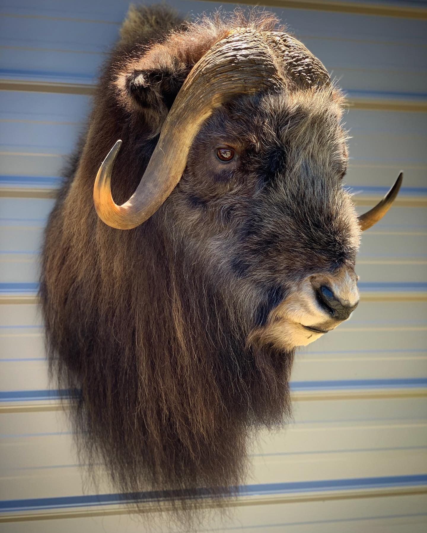 A close up of a bison head with horns hanging on a wall.