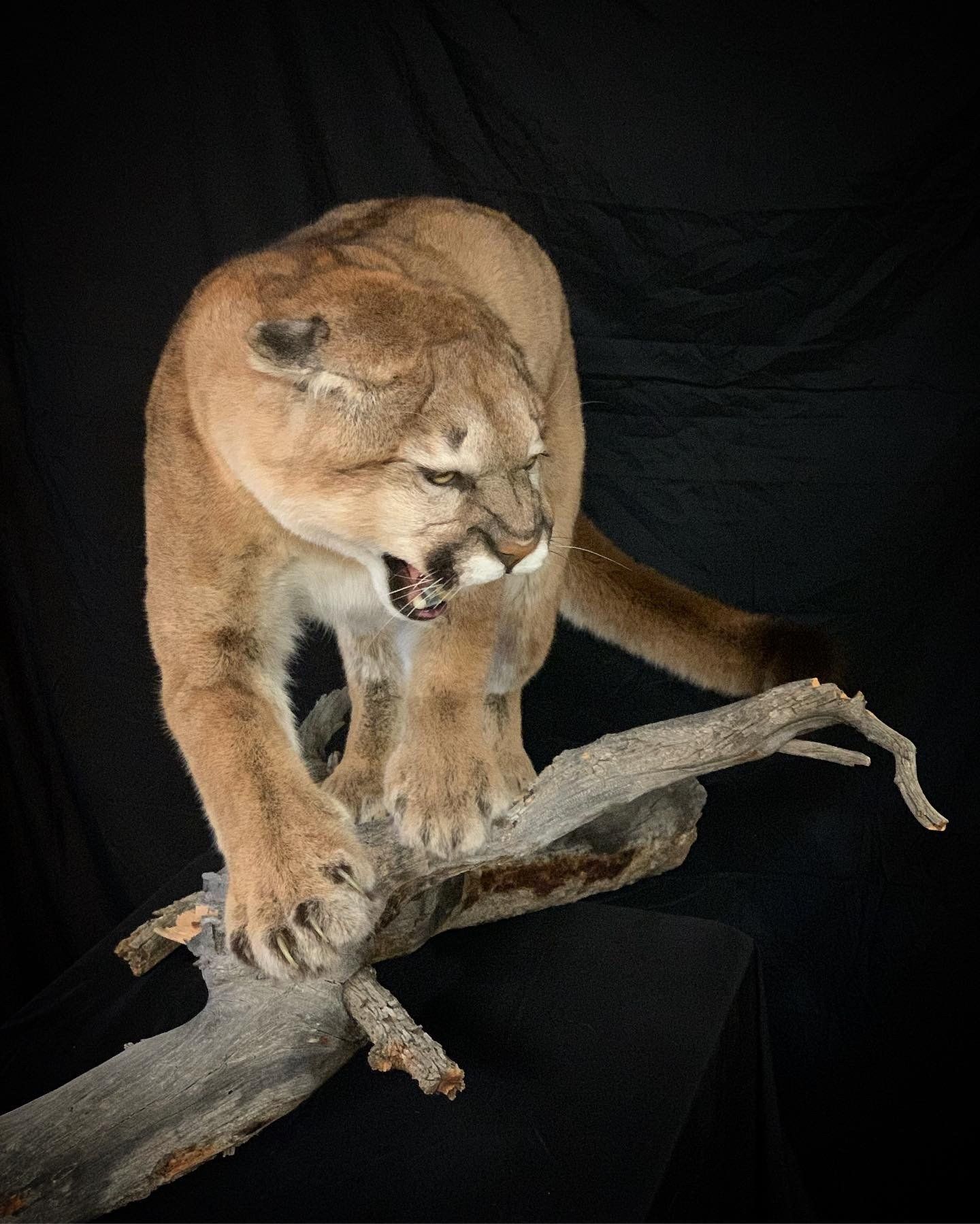 A cougar is standing on a tree branch with its mouth open.