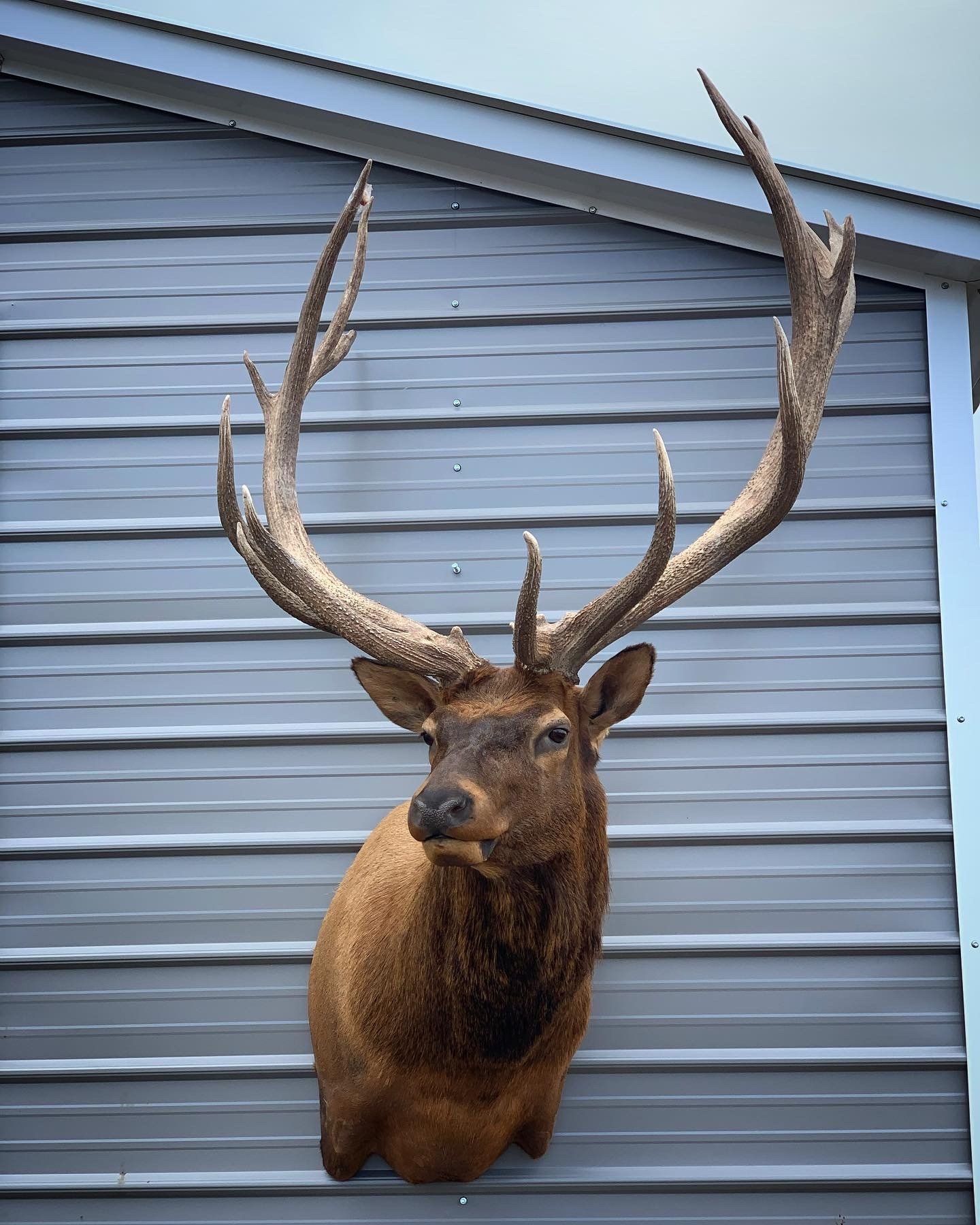 A deer 's head is mounted on the side of a building