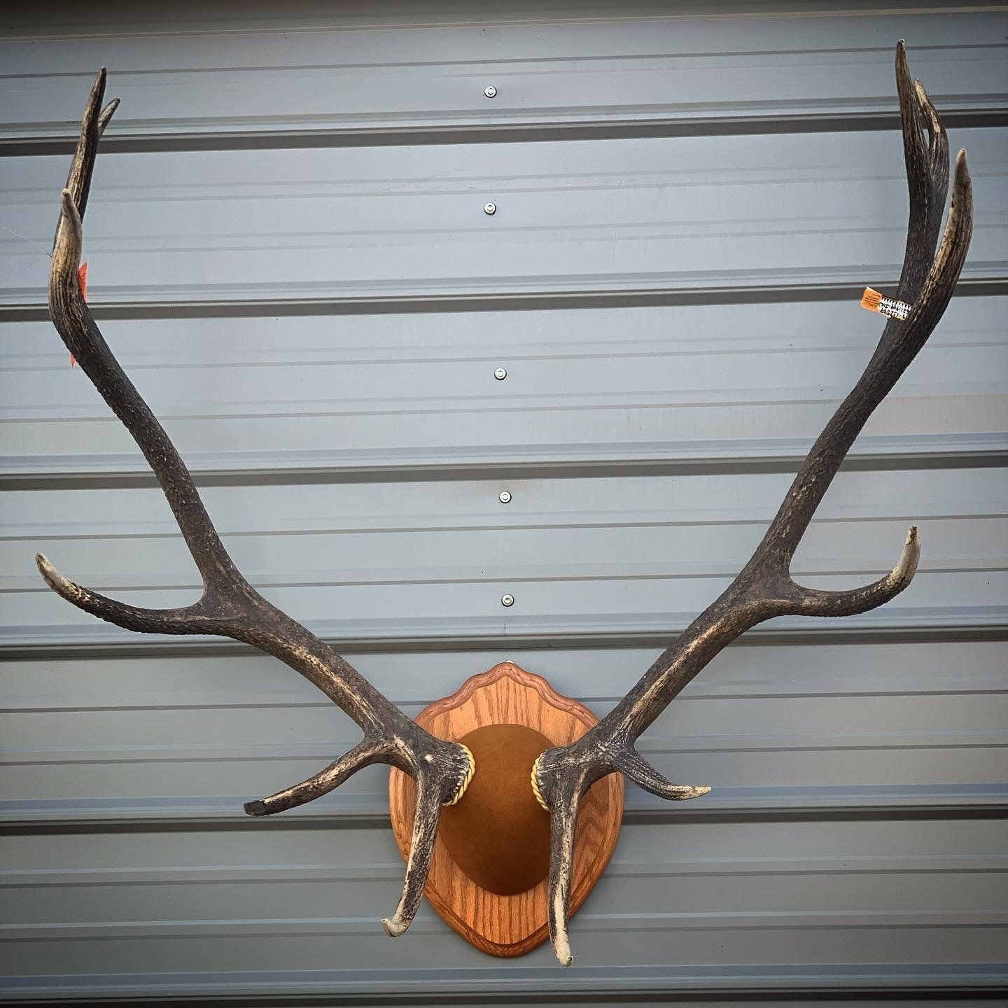 A pair of deer antlers mounted on a wooden plaque