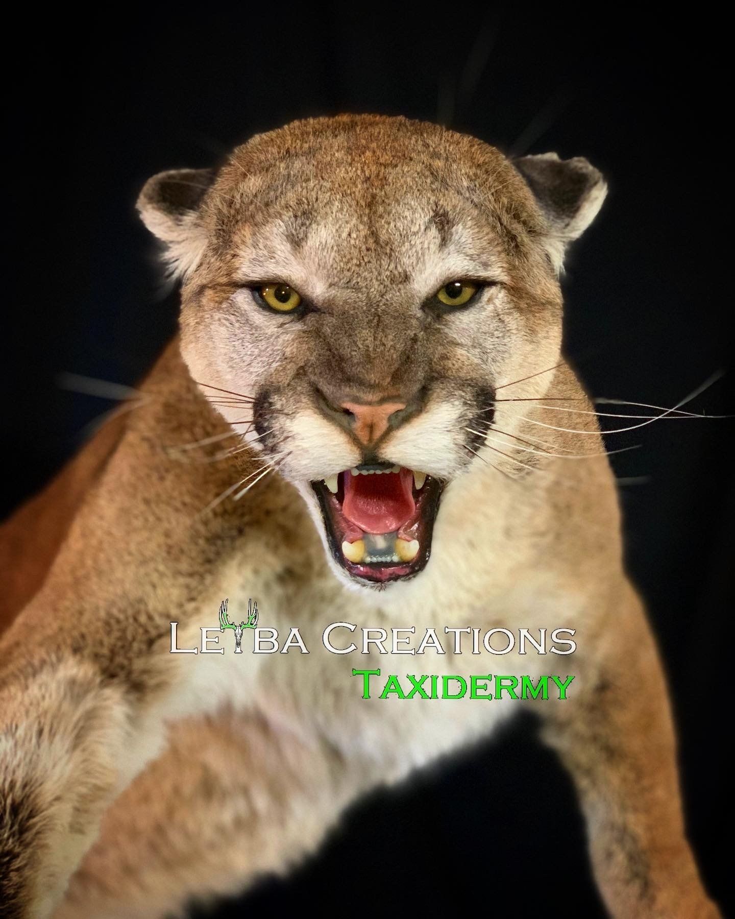 A stuffed animal of a mountain lion with its mouth open