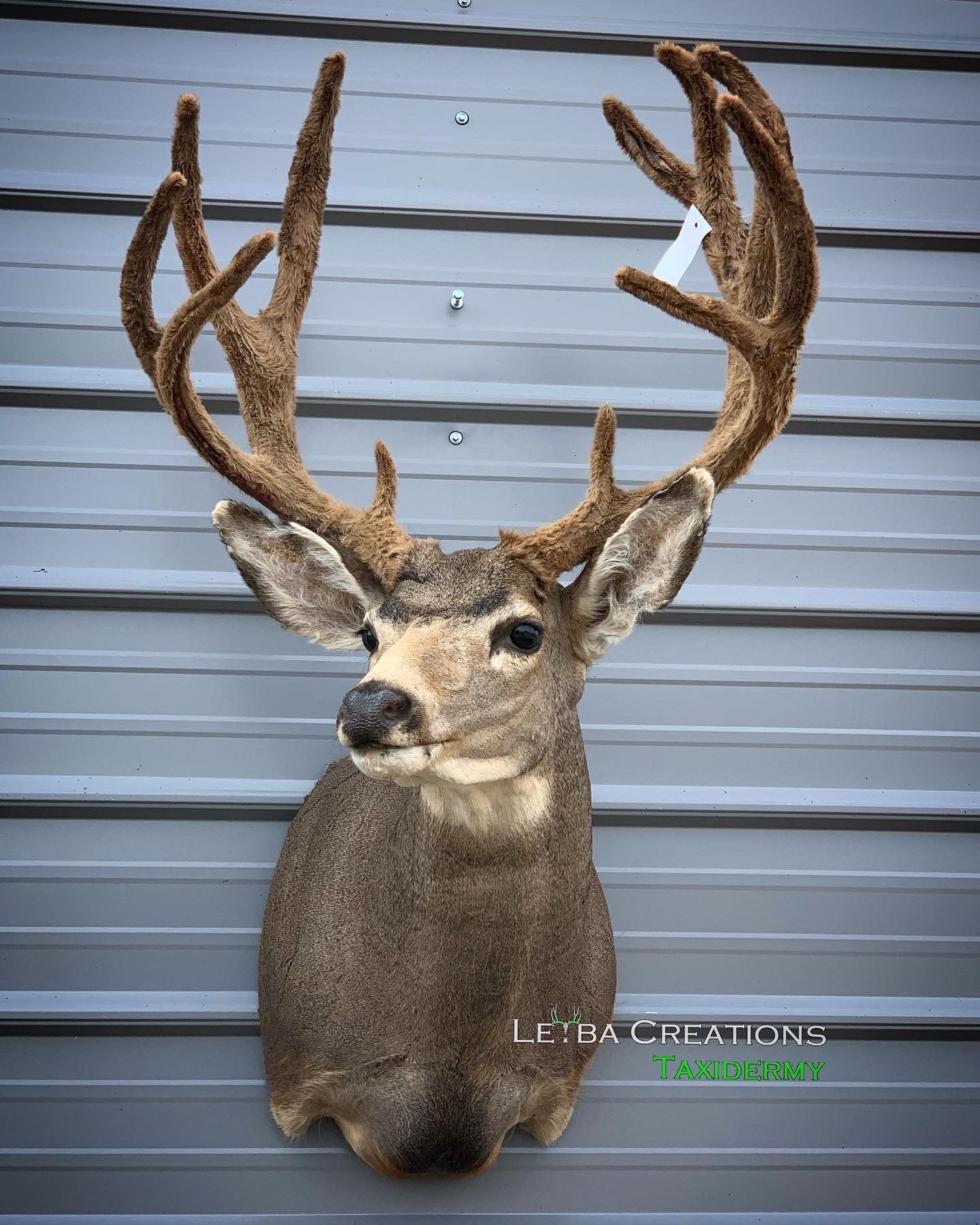 A deer head is hanging on a metal wall.