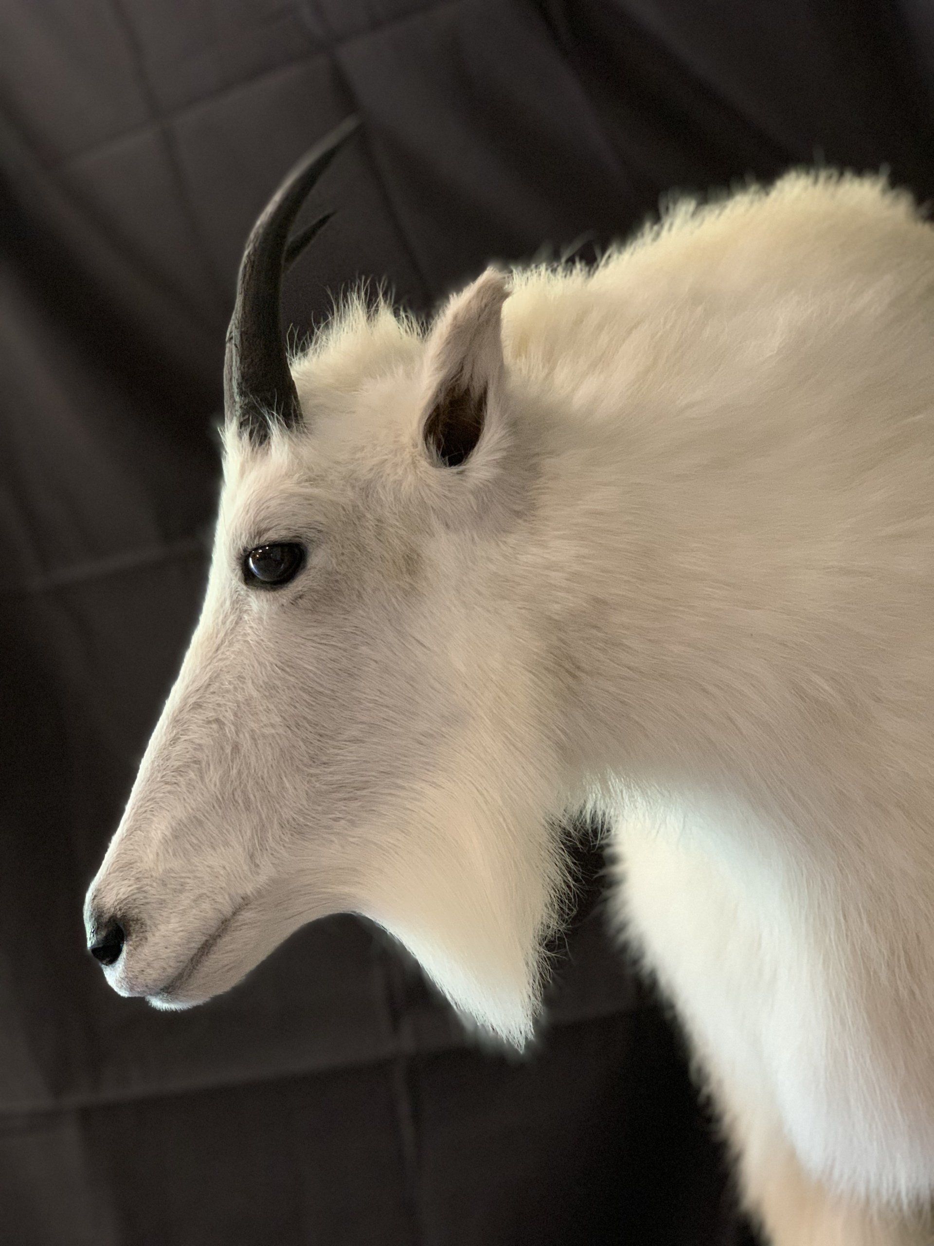 A close up of a goat 's head with horns against a black background.