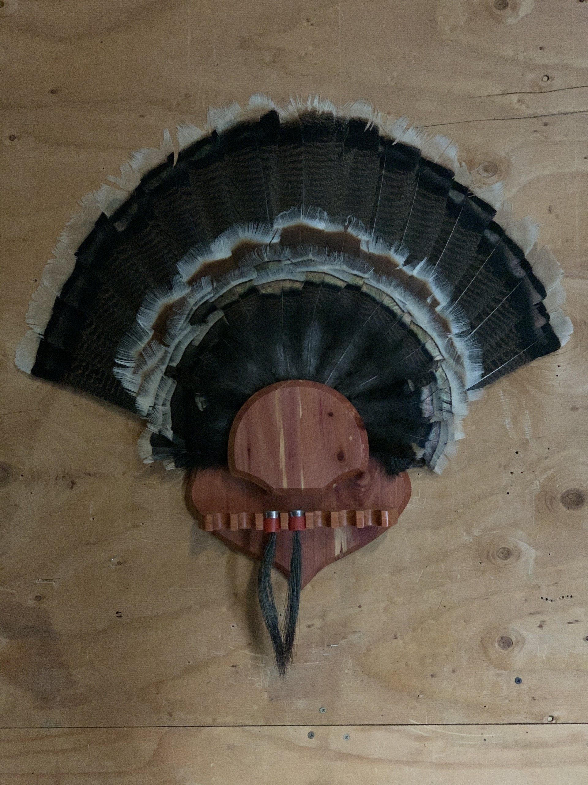 A fan made of turkey feathers is hanging on a wooden wall