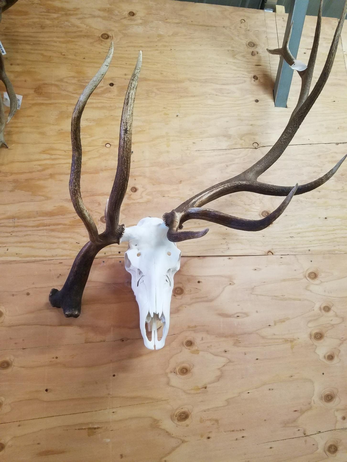 A deer skull with antlers is hanging on a wooden wall.