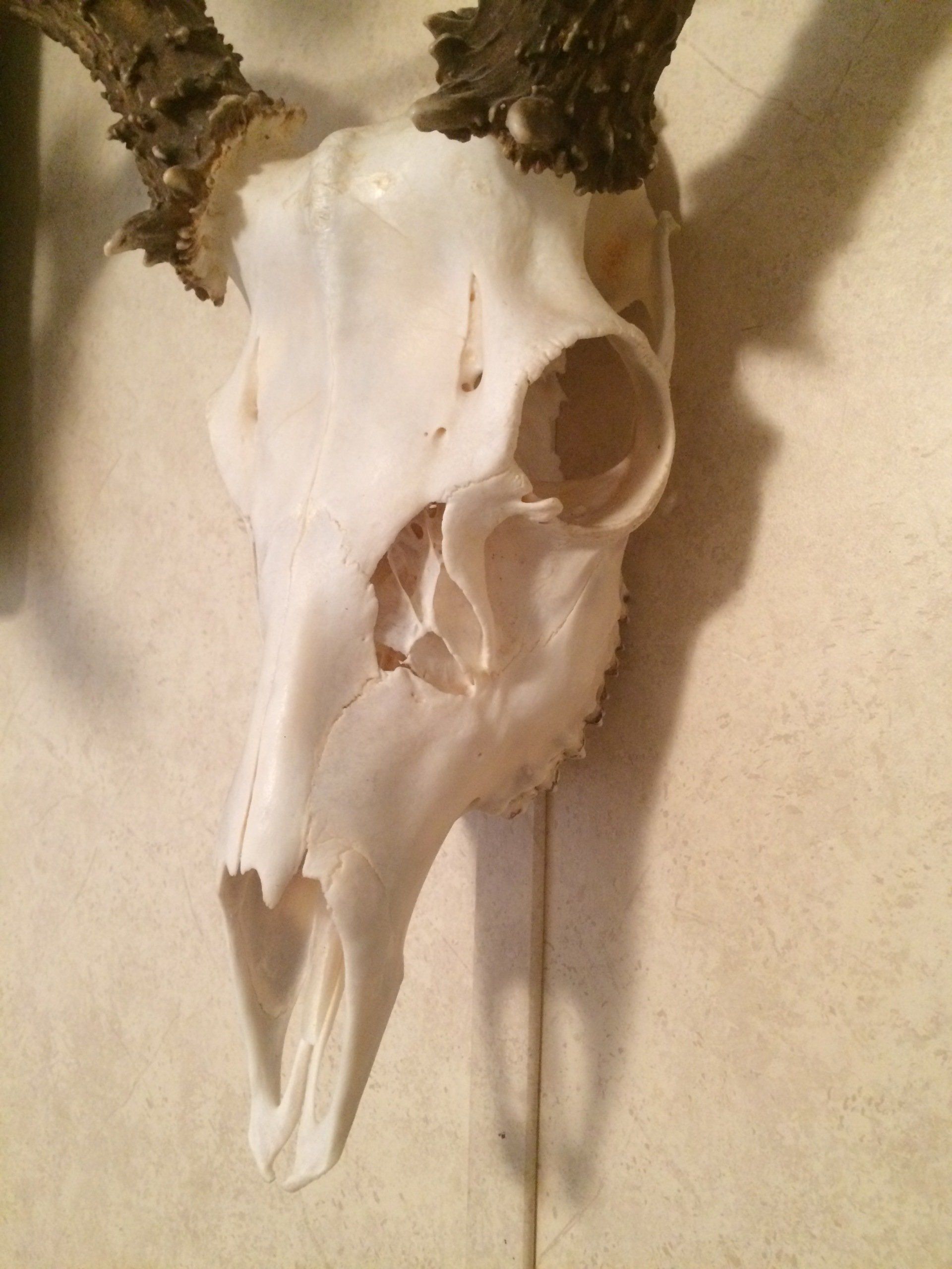 A deer skull is hanging on a white wall