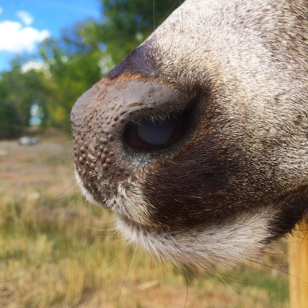 A close up of a sheep 's nose with trees in the background.