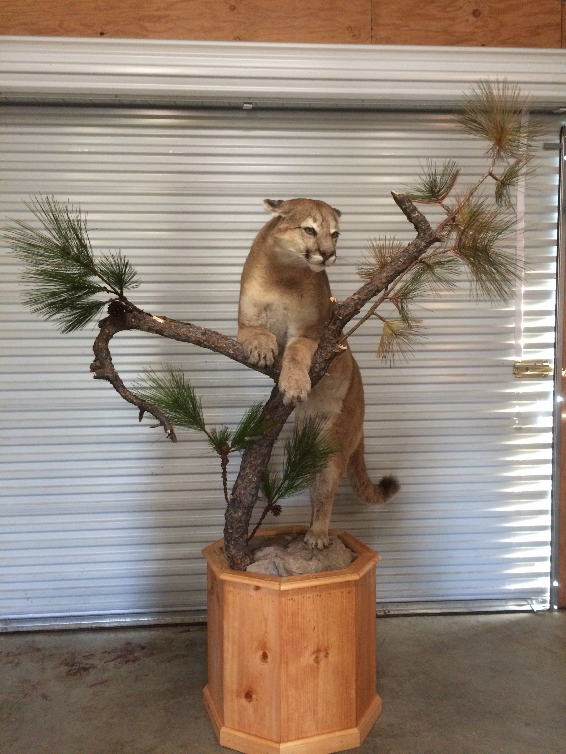 A stuffed mountain lion is standing on a tree branch.